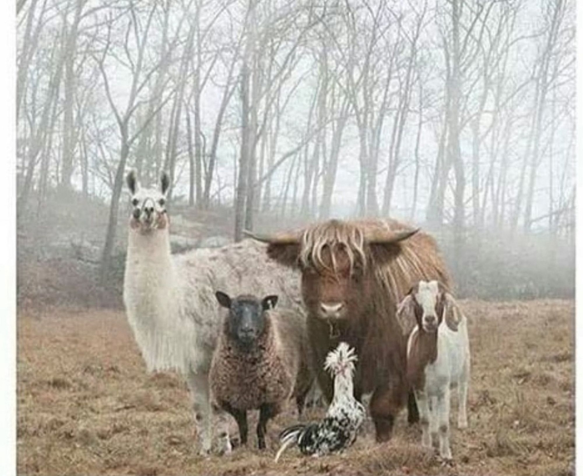 In a foggy pasture with leaf-less trees in the background stand from left to right, a white llama, a tan and black sheep, a brown bull cow with a shaggy mane, a white and brown goat, and then a black and white speckled rooster in front of the cow. They are all staring moodily at you.