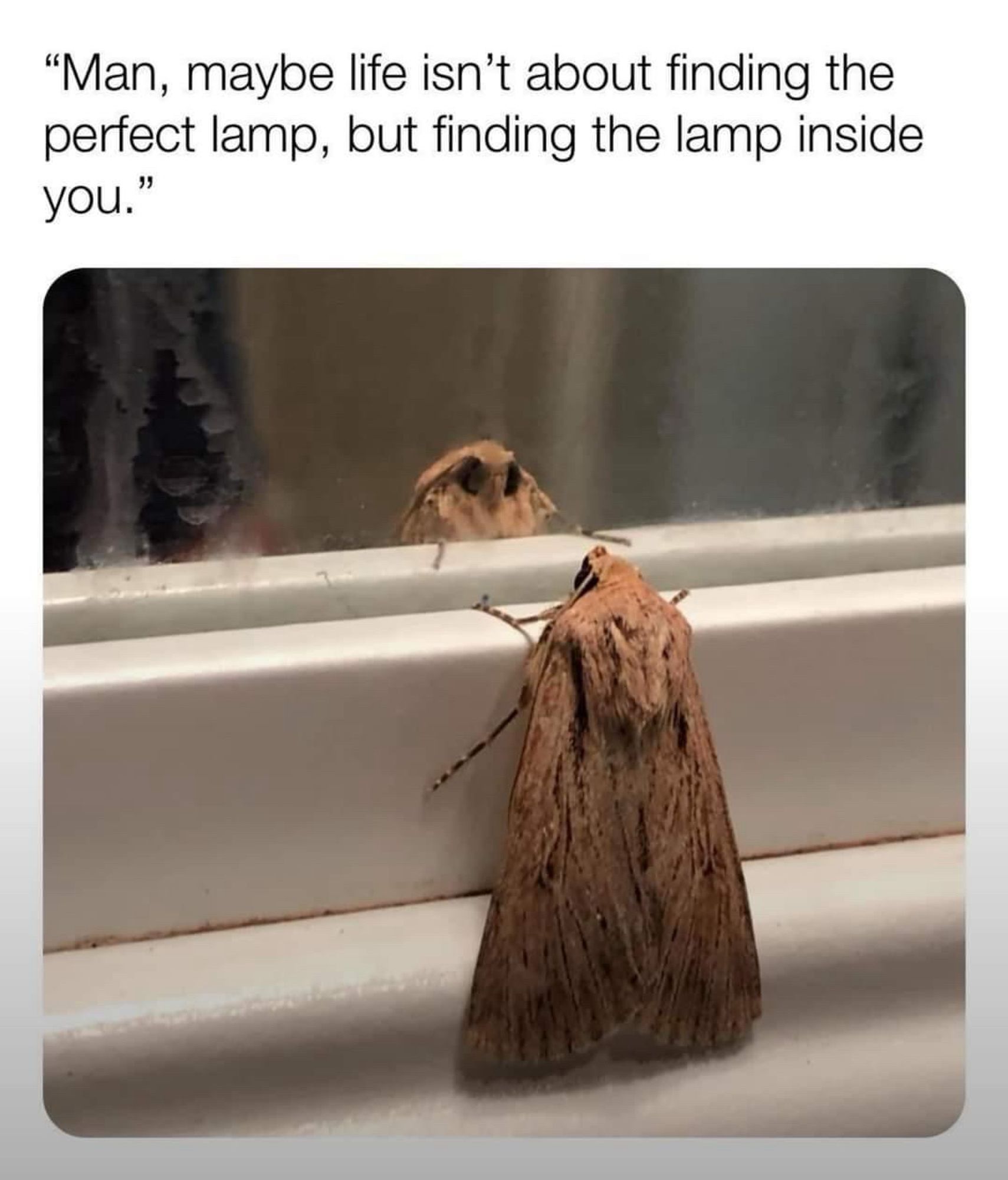 A closeup of a moth that looks like it’s standing on the bottom edge of a mirror and looking at itself. The meme caption reads “"Man, maybe life isn't about finding the perfect lamp, but finding the lamp inside you."”