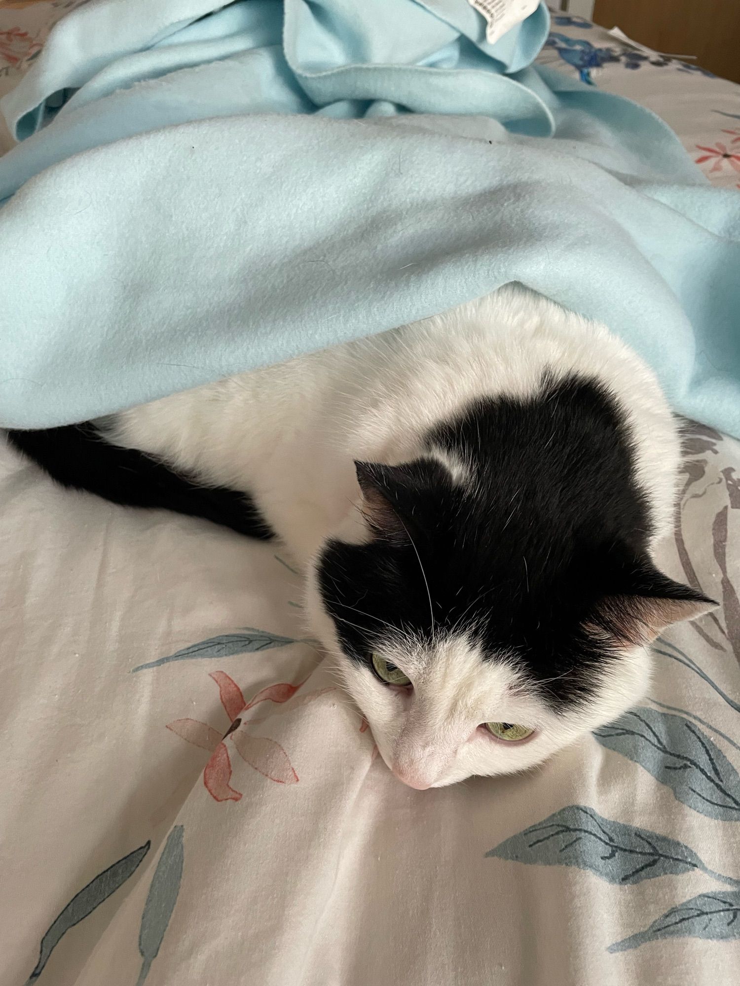 A black and white kitty curled up under a blue blanket.