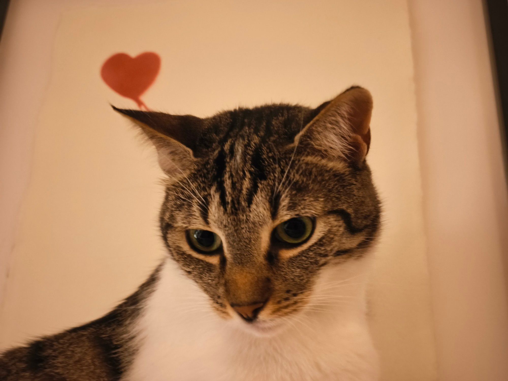 Eine Katze, mit getigertem Gesicht und weißer Brust guckt seitlich nach unten. Hinter ihrem Kopf ist der rote Herzluftballon von Banksy zu sehen.