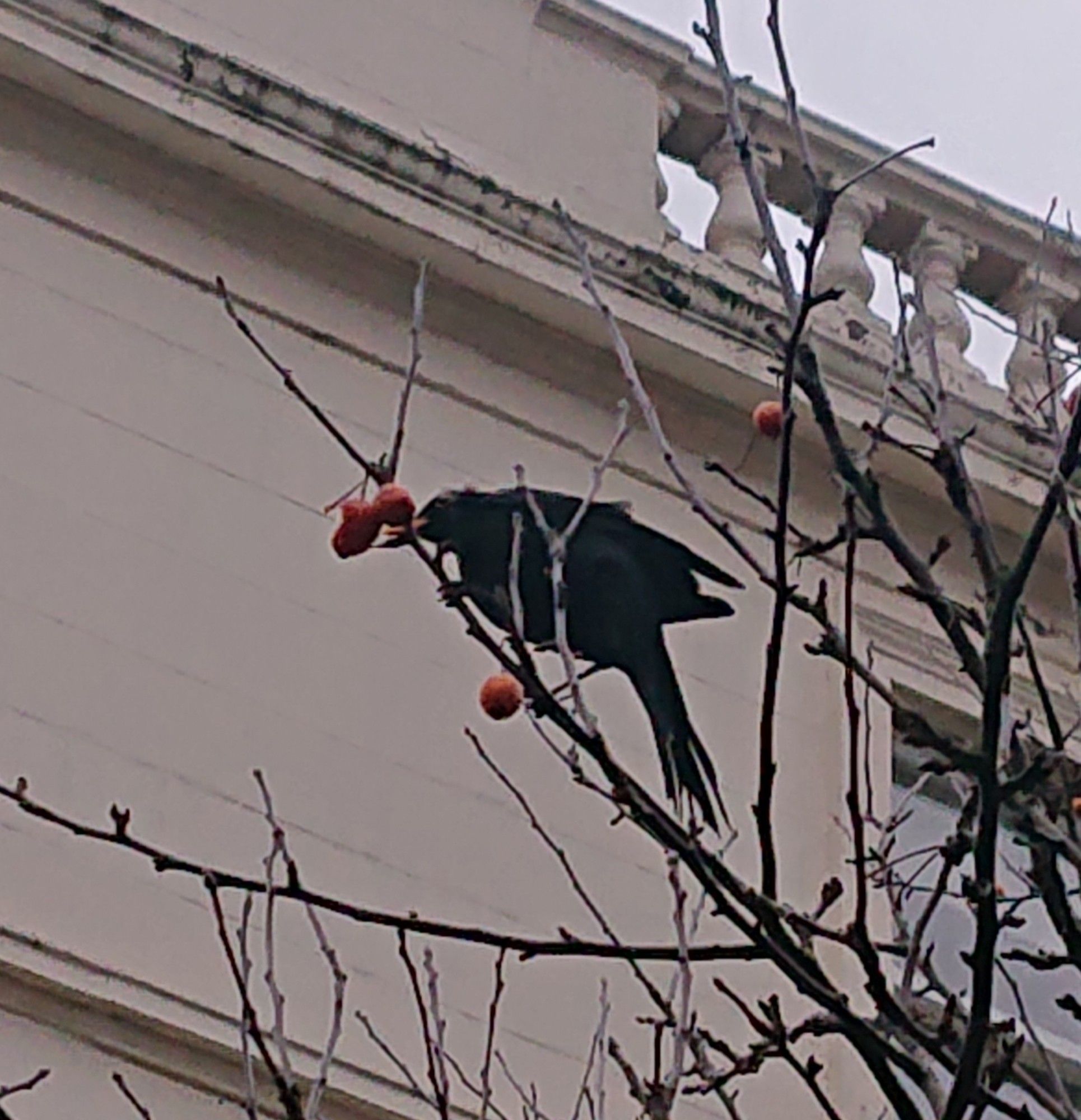 The blackbird is eating some fruits