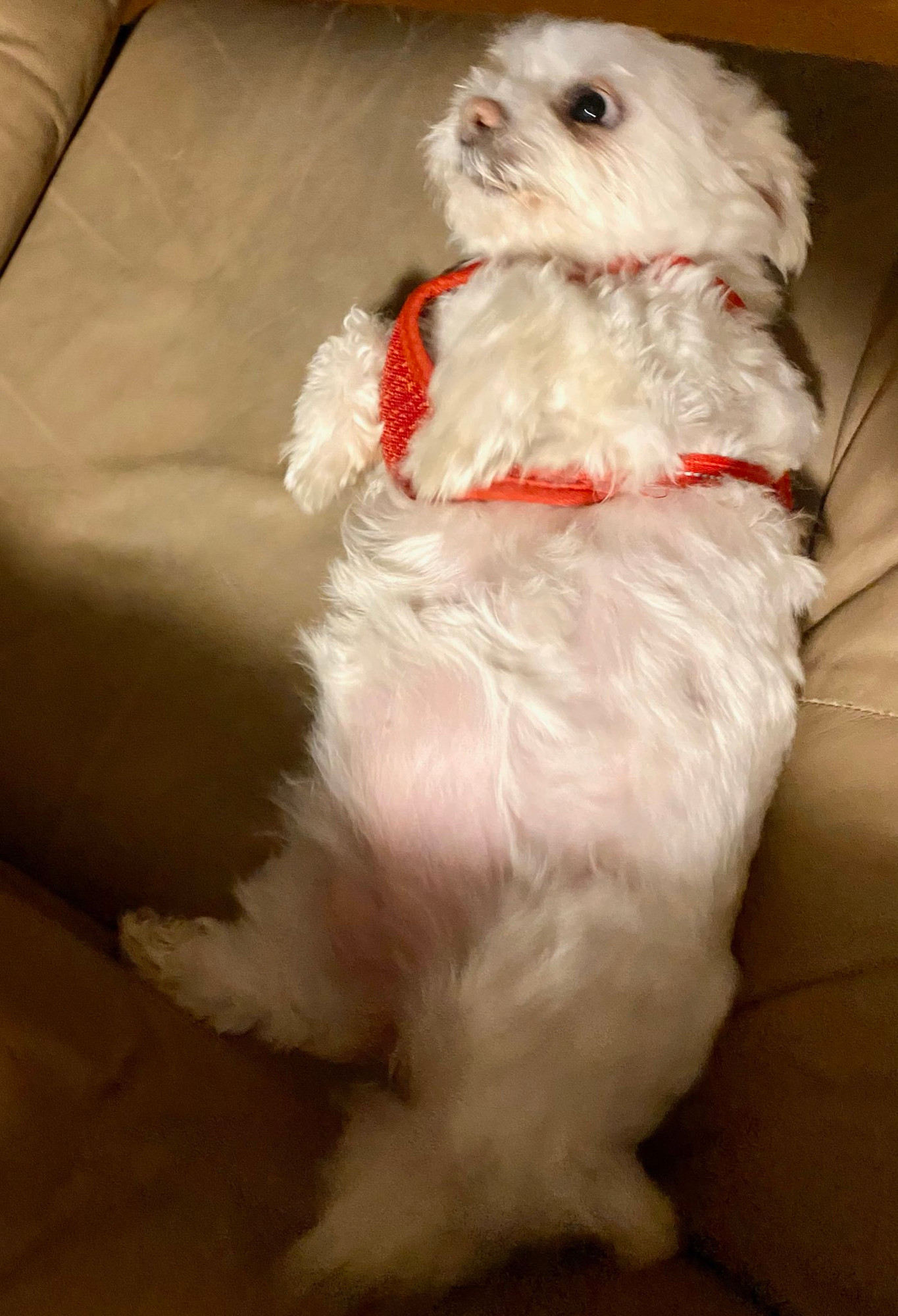 A cute dog