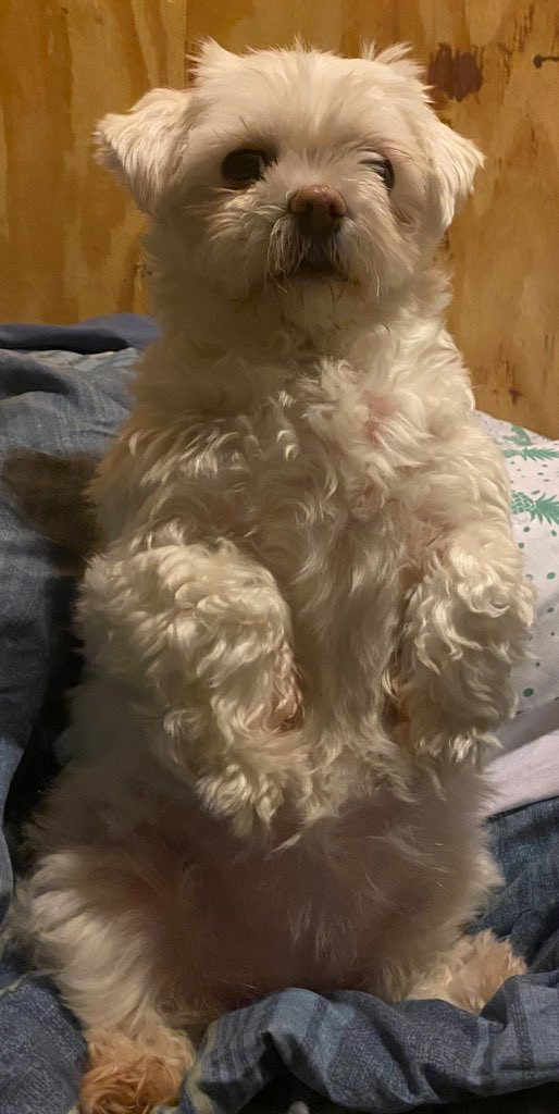 A cute dog