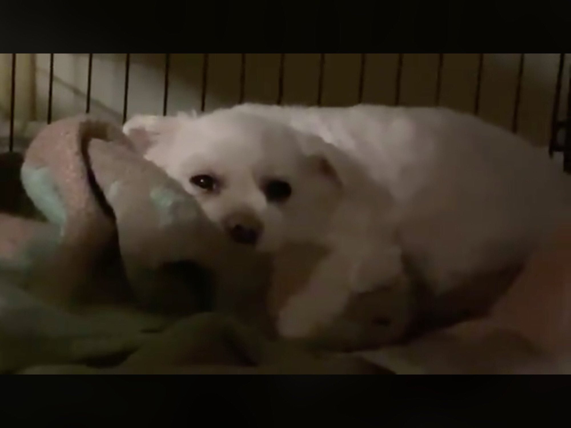 A cute dog