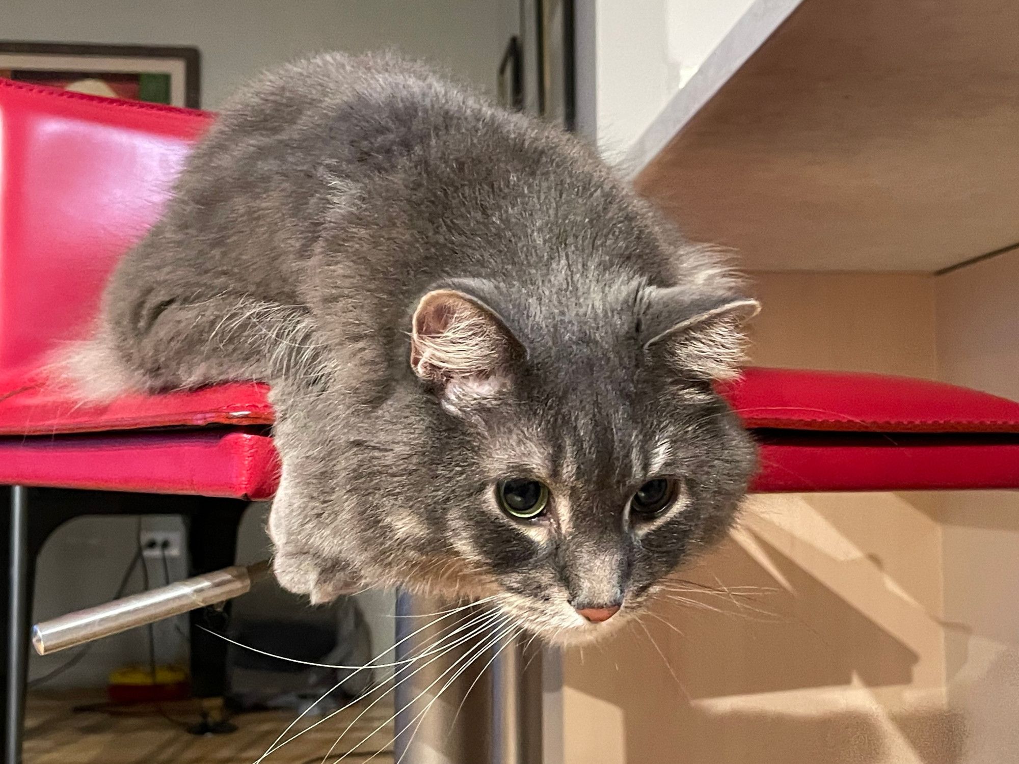 Merlin, male gray tabby, crouched on a tall red stool intently eyeing potential approaching target