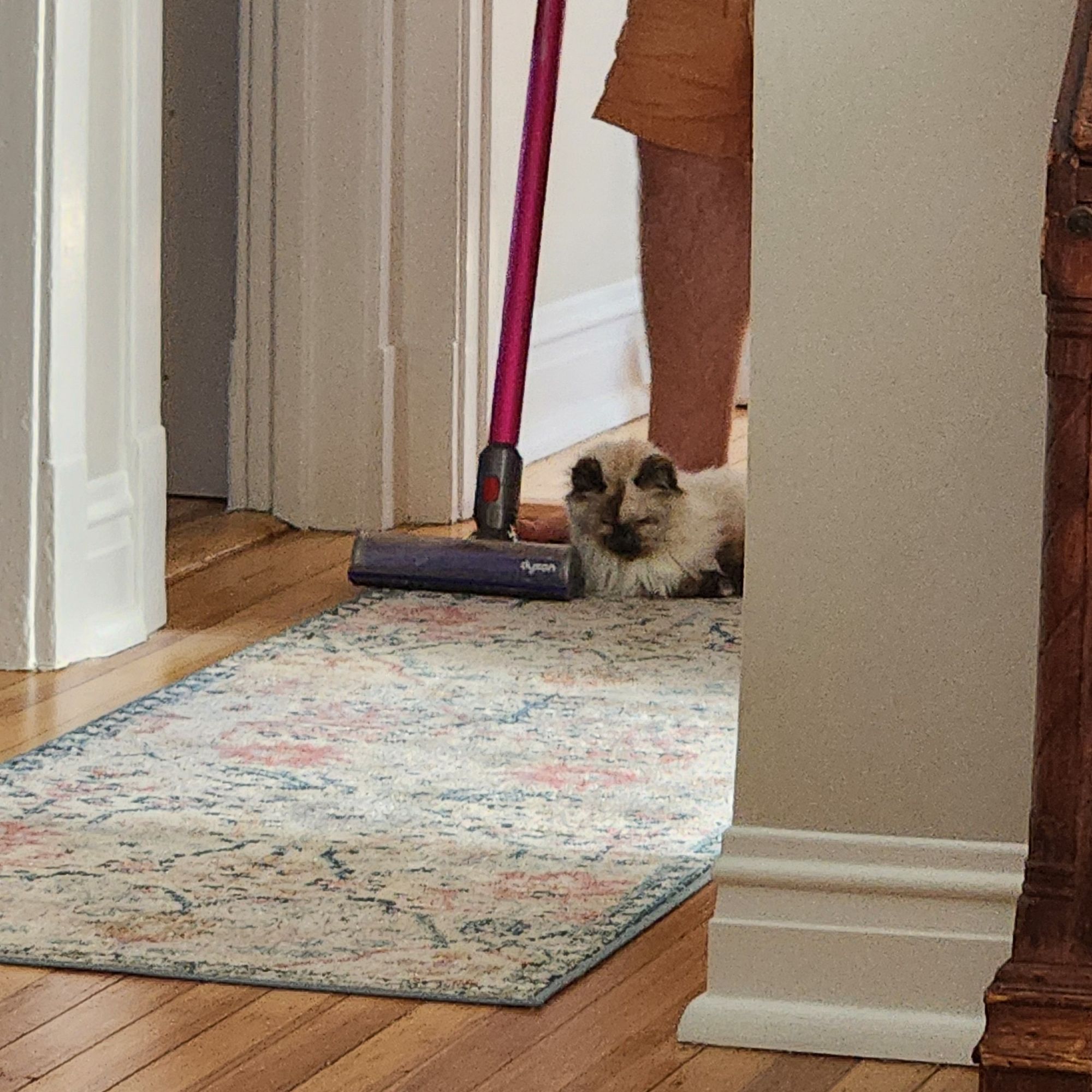 A cream colored cat with dark ears and nose lounges on a cream and blue runner rug while a man in orange shorts vacuums up against her with a hot pink Dyson stick vacuum.
The cat is unbothered.