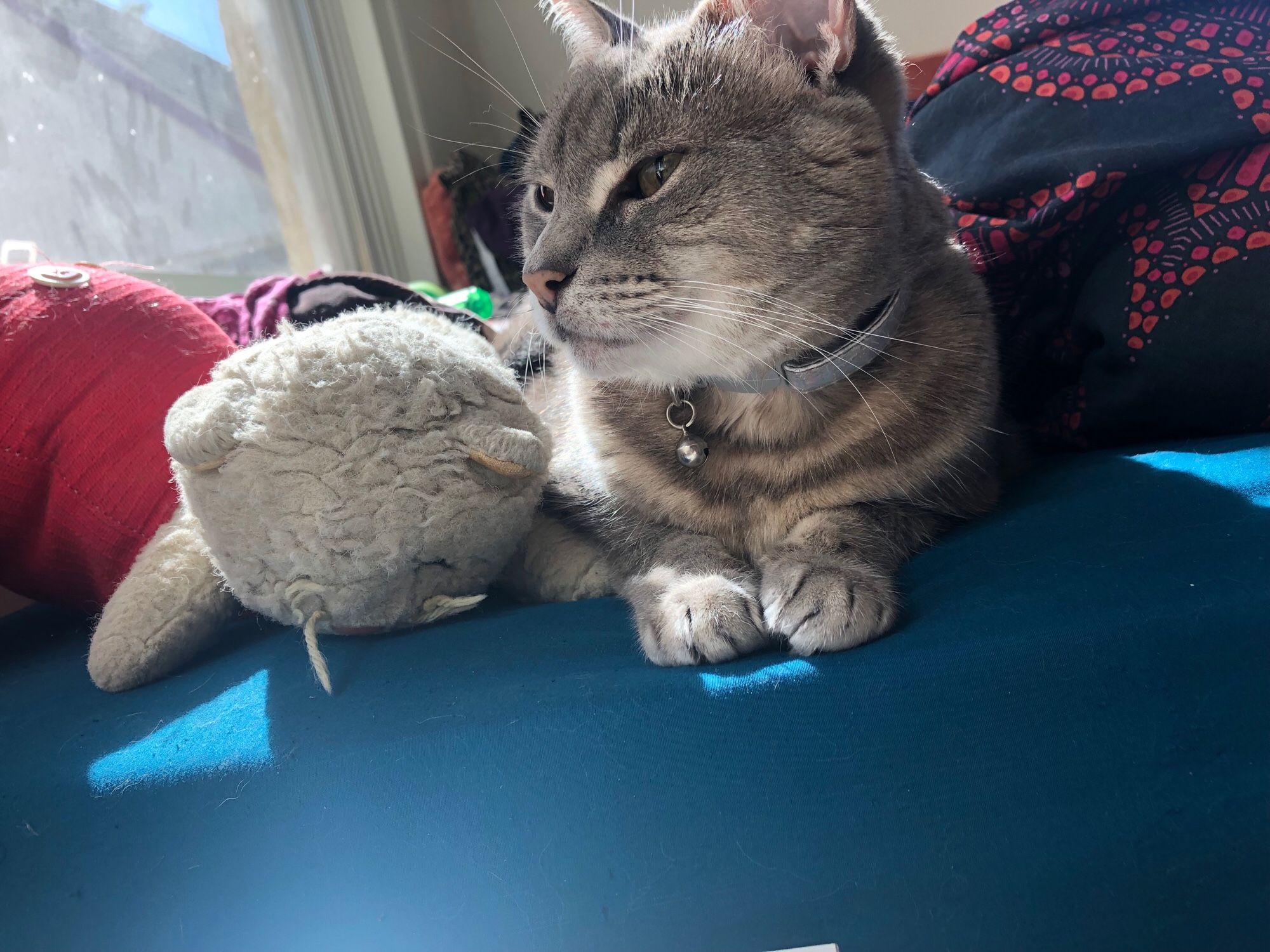 Beemo, a gray tabby cat, lies beside Fluffy, a well worn stuffed white cat with whiskers made of yellow yarn