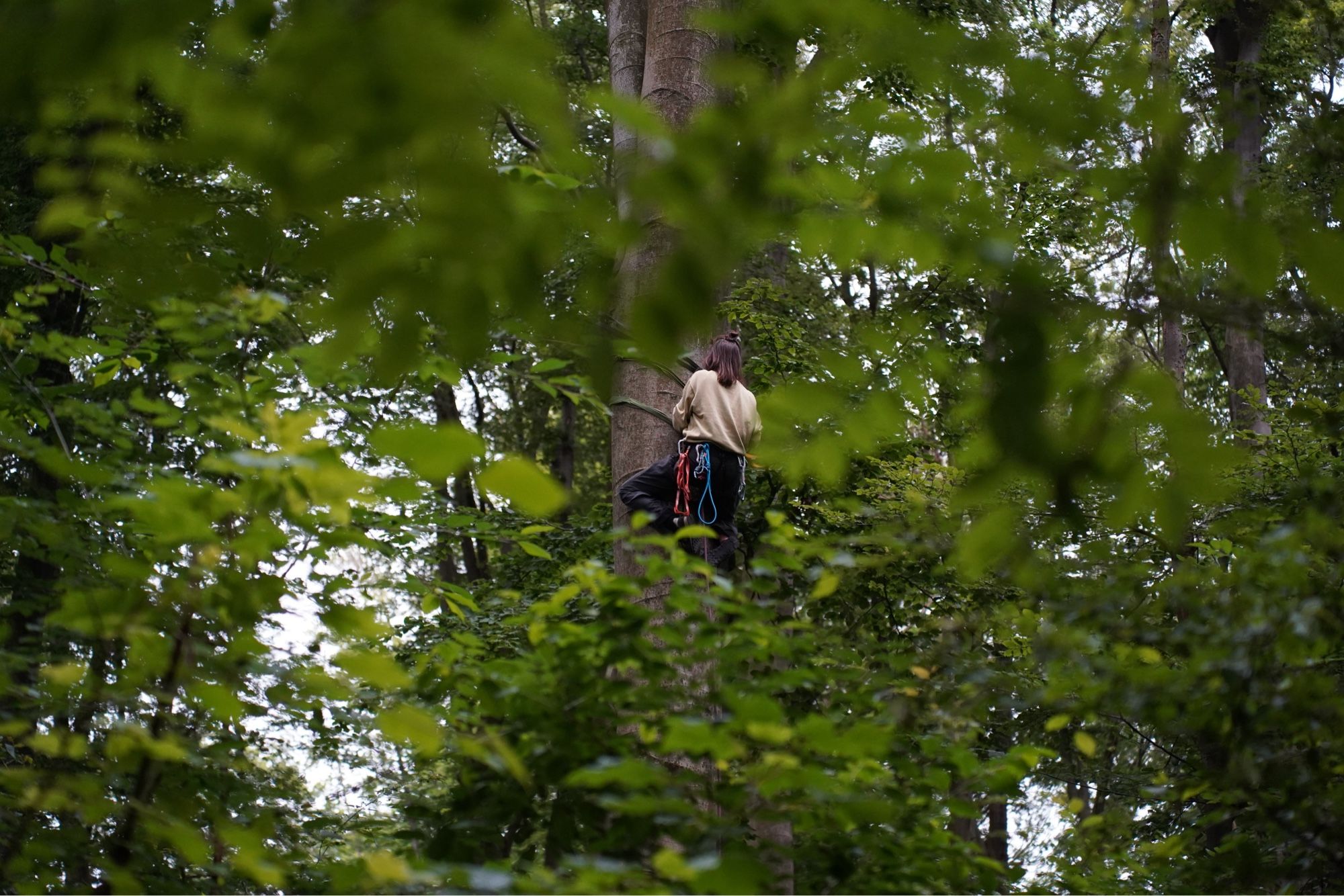 Ein Aktivisti klettert in Kletterausrüstung auf einen Baum