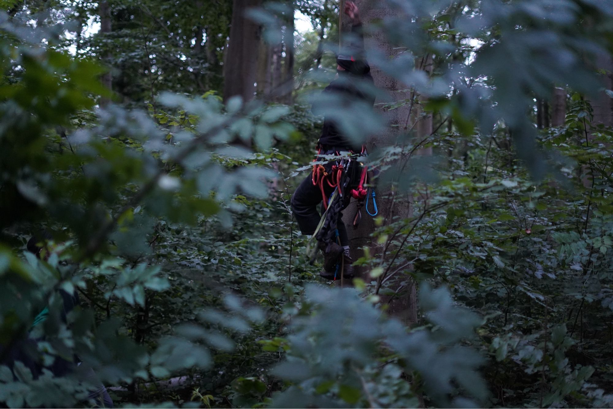 Ein:e Aktivisti im Morgengrauen im Wald mit Kletterausrüstung am Rucksack