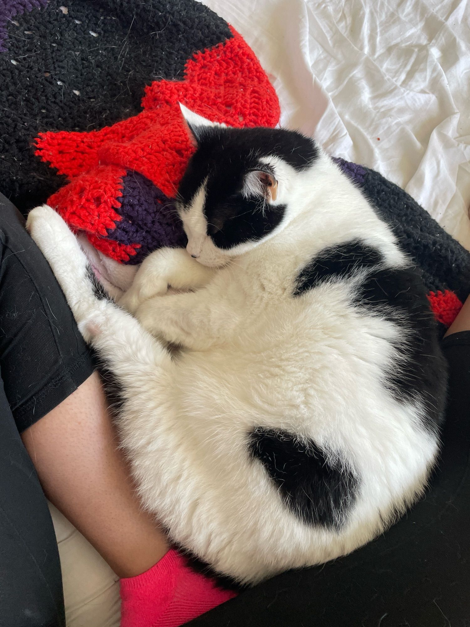 cow cat curled up snoozing against my leg and atop a Halloween color crochet blankie