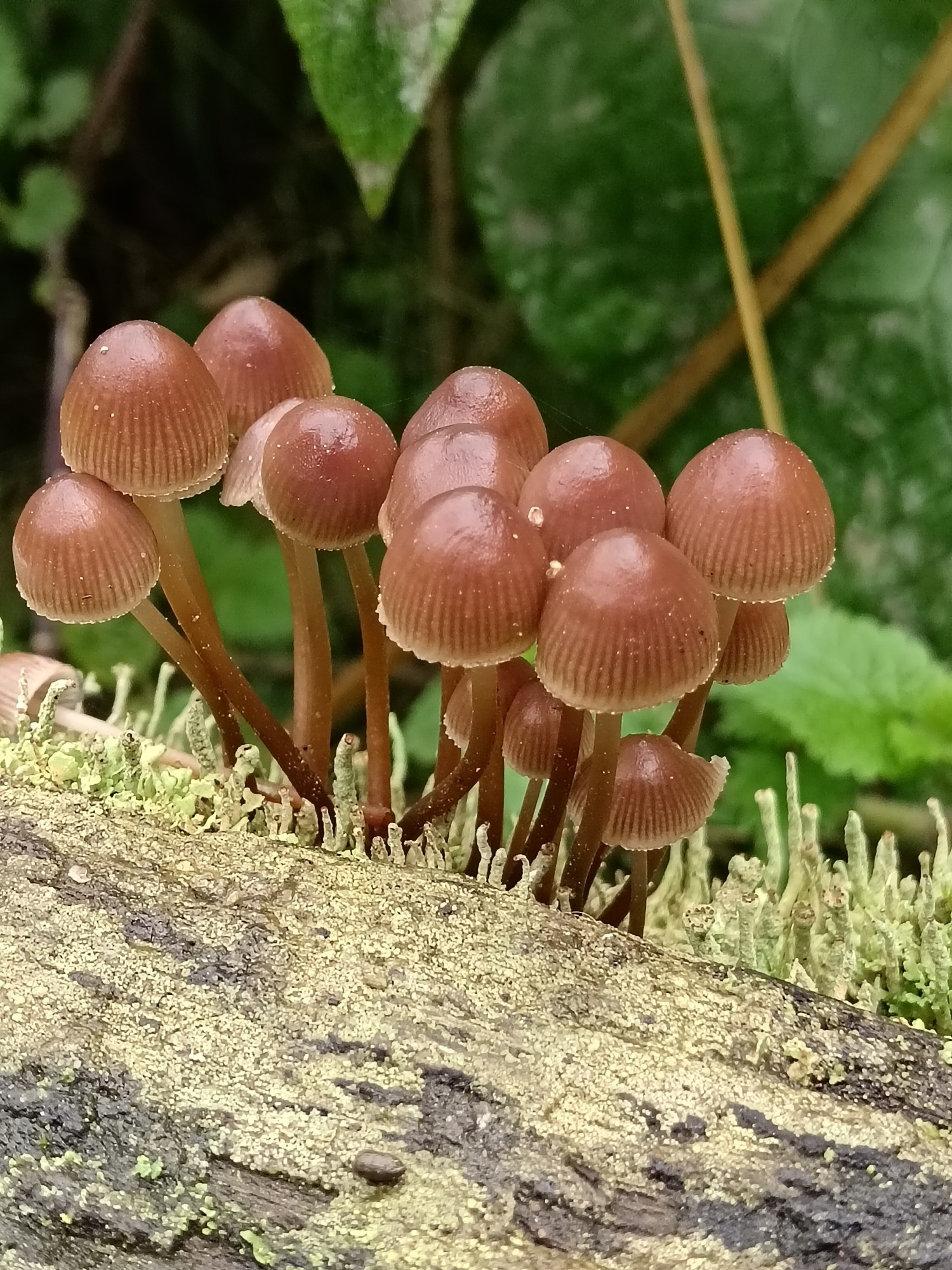 Small troop of glistening coffee coloured mushrooms on a rotting wooden bench.