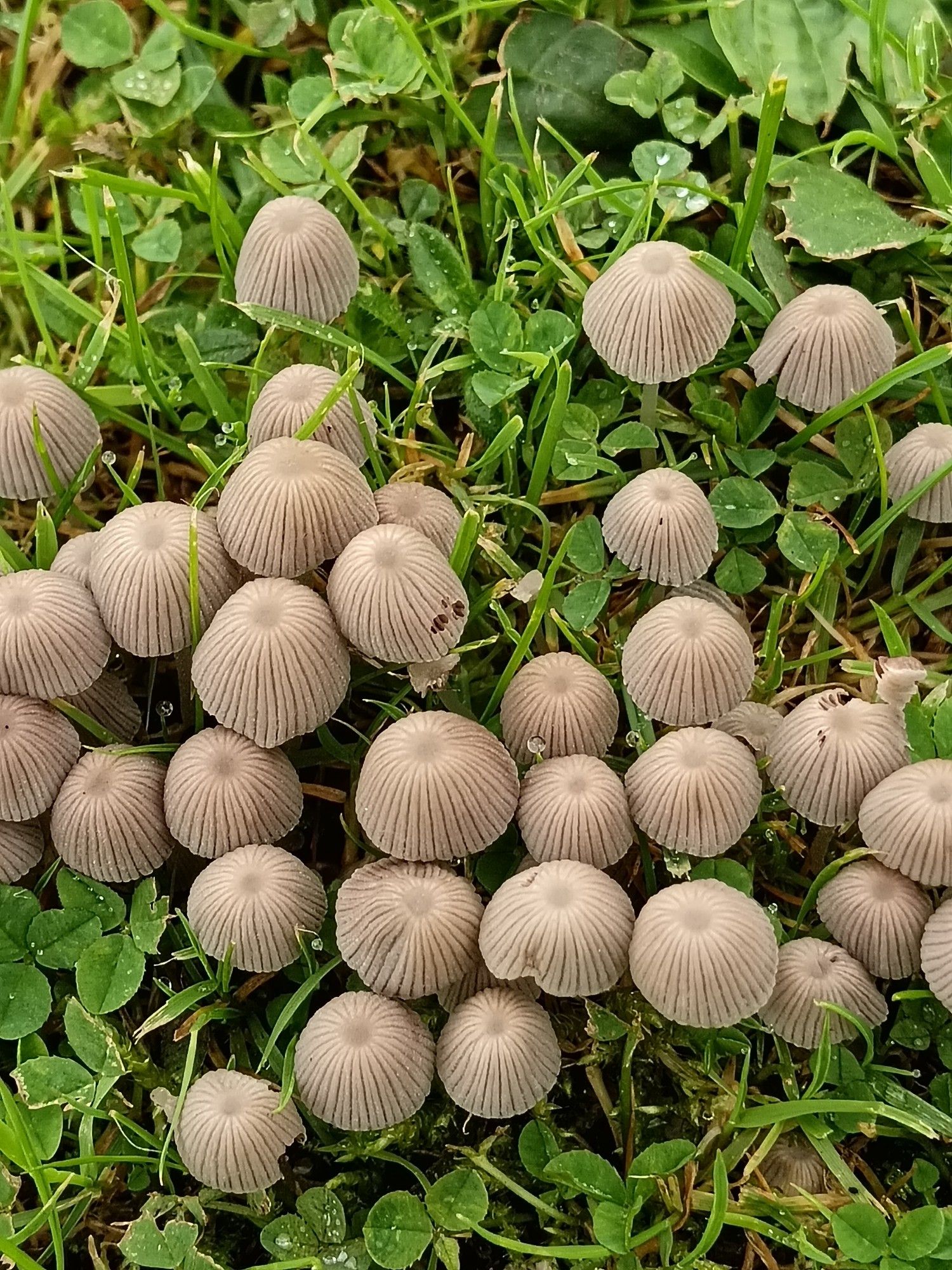 A troop of miniature beige coloured Shrooms. They grow in this spot every year. At one time a tree grew here.