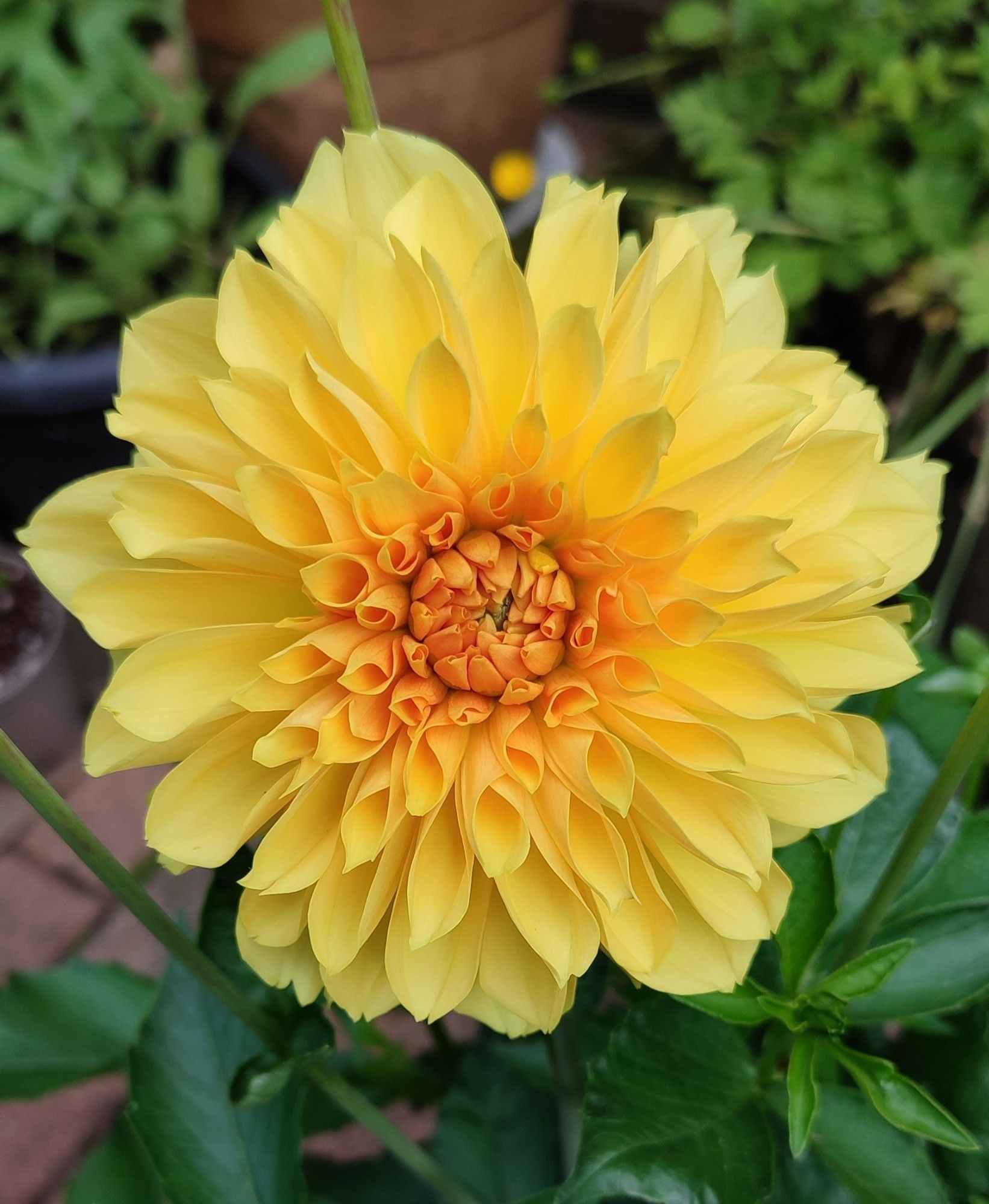 Large yellow Dahlia bloom. Like a burst of sunshine.