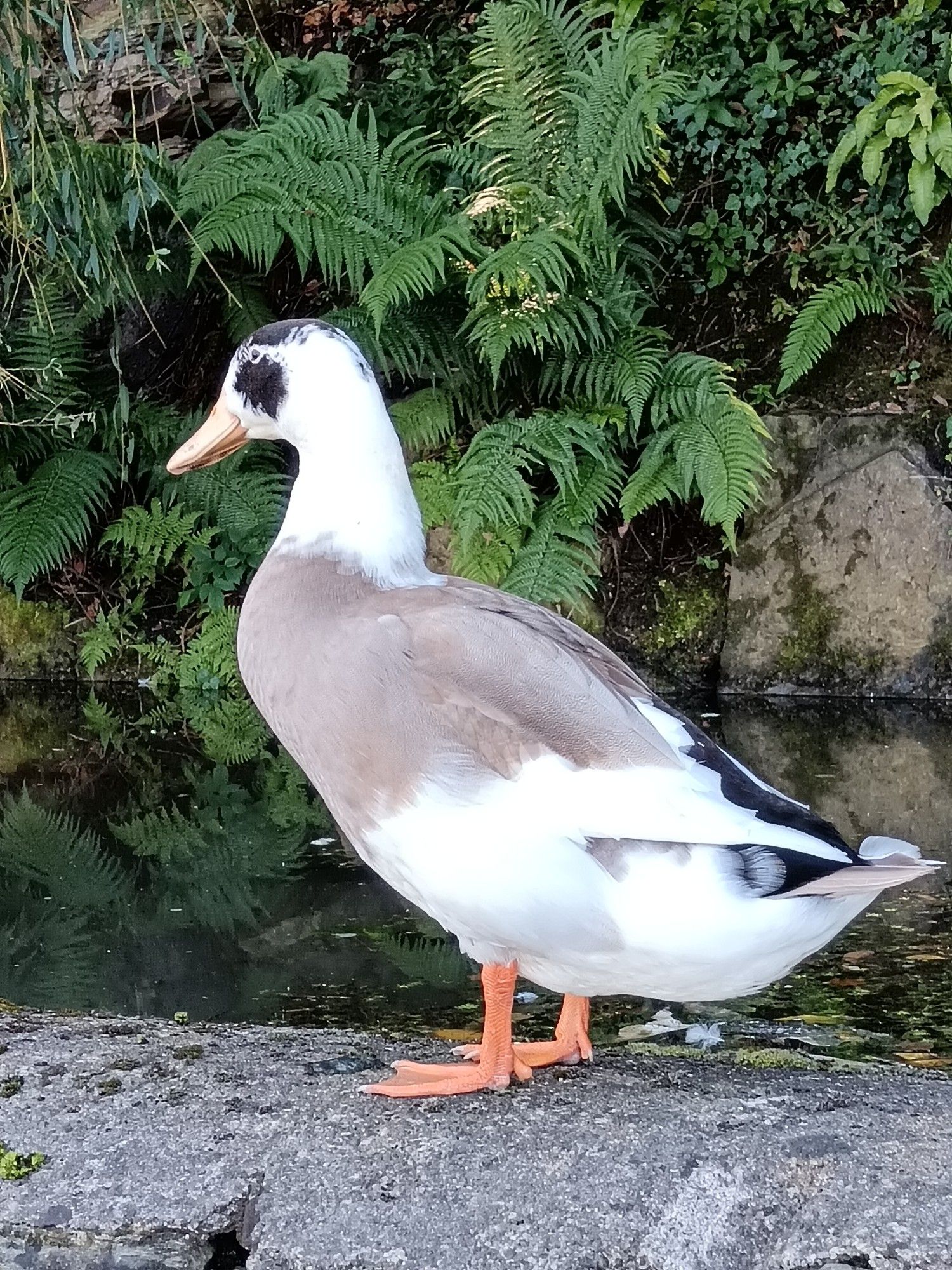 Domesticated duck. Broken plumage. Short thick pinkish legs.