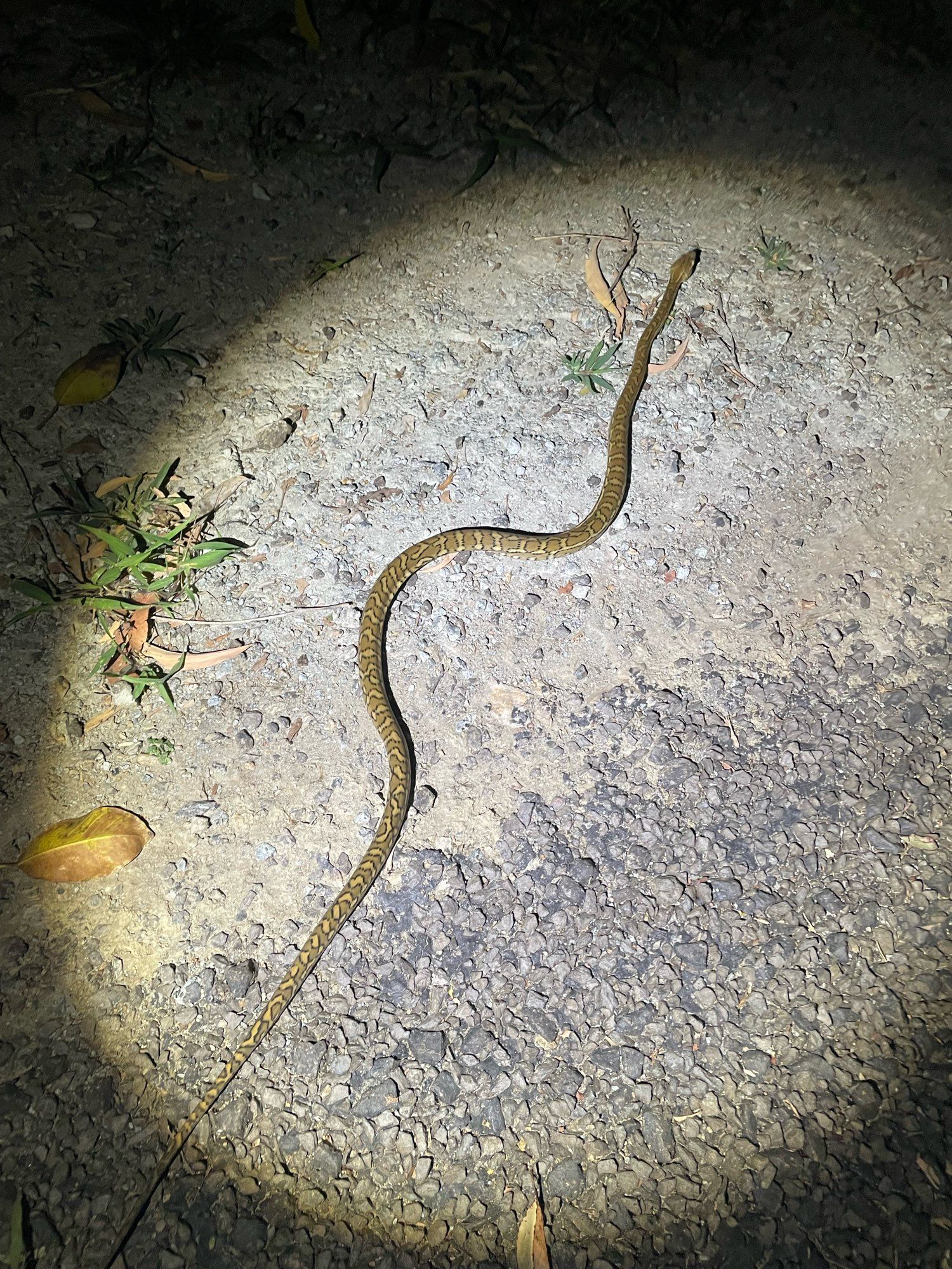 A young Carpet Python about 30cm long slithering off a roadside under torchlight at night.