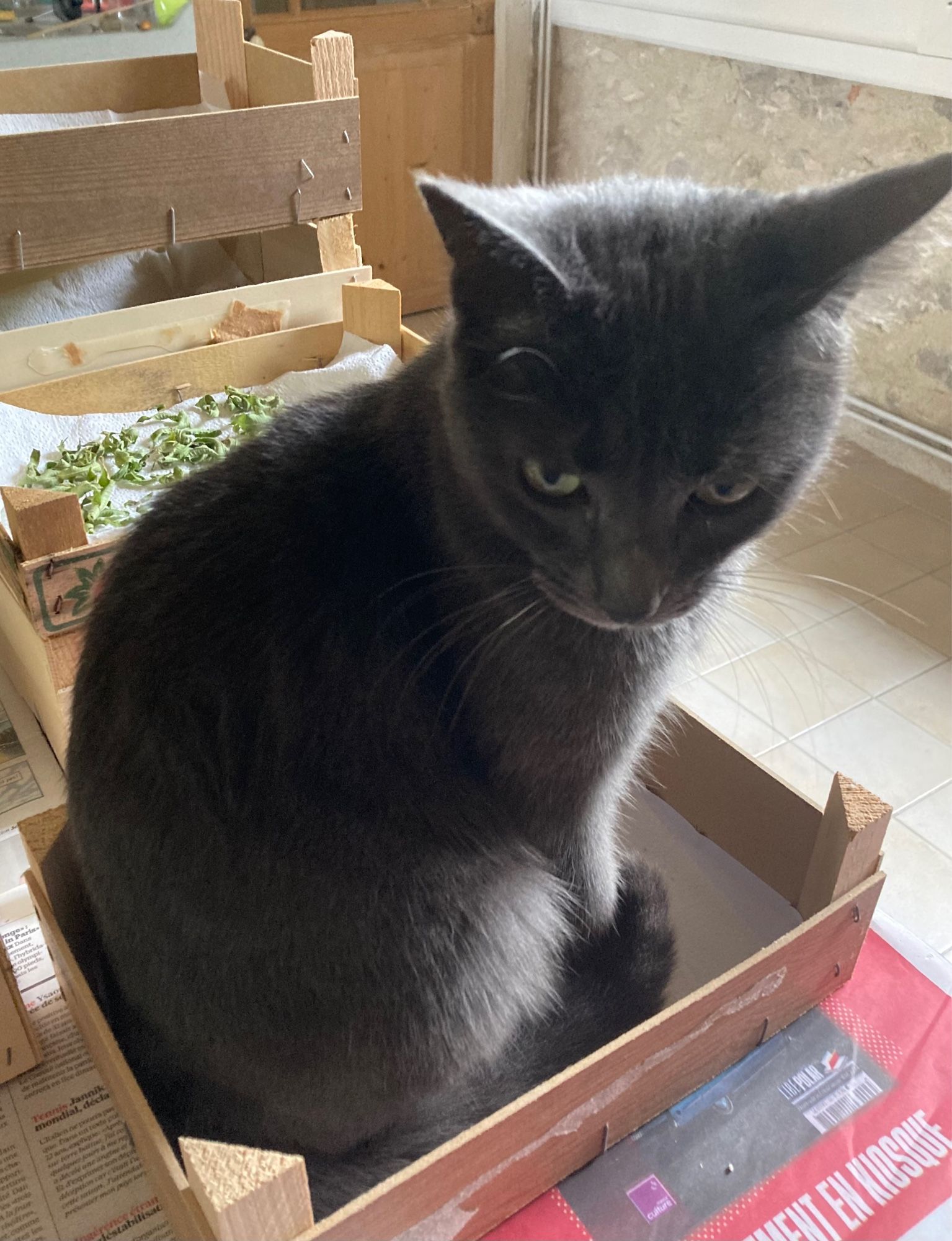 Chat gris assis dans une petite boîte posée sur une table dans la cuisine, avec de la verveine qui sèche en arrière plan.