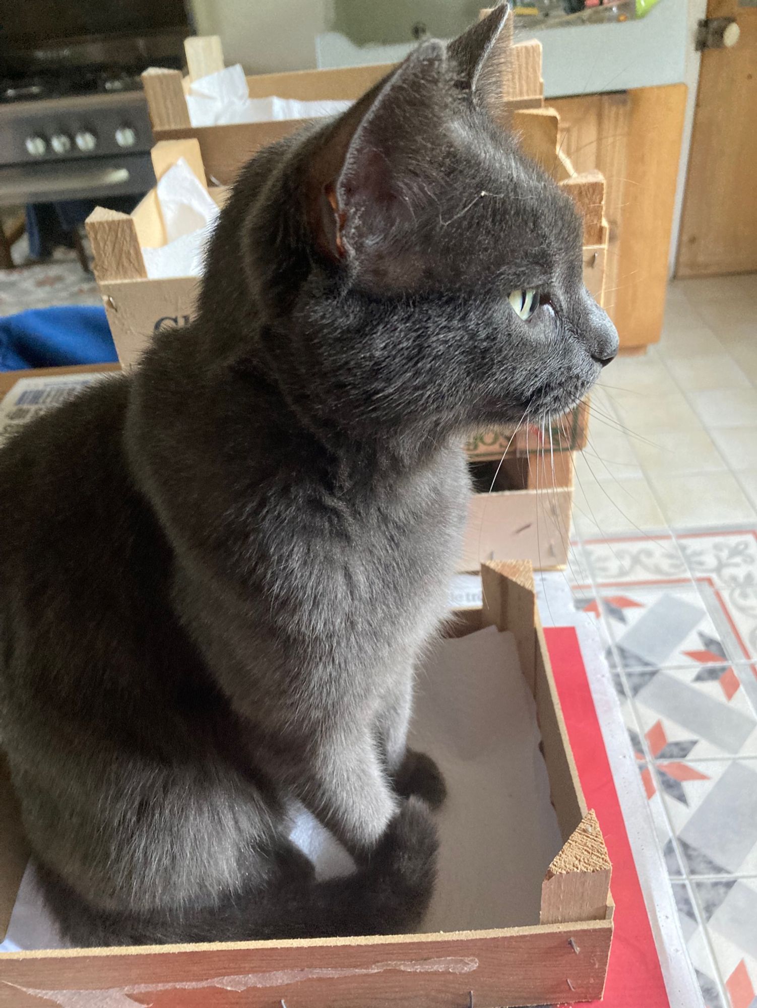 Chat gris assis dans une petite boîte posée sur une table dans la cuisine, regardant au loin …