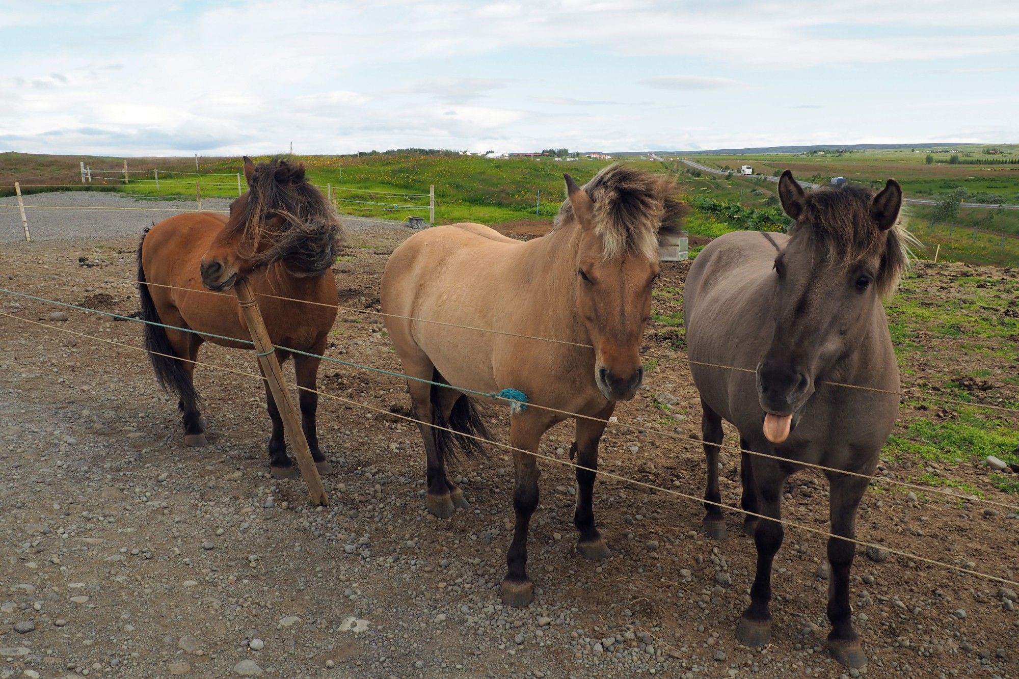 Icelandic ponies, July 2019