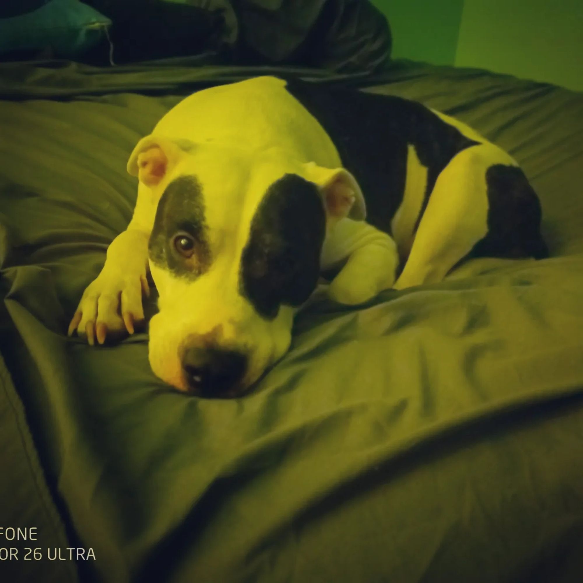 A picture of my pit bull on the bed looking at me as I take a picture.