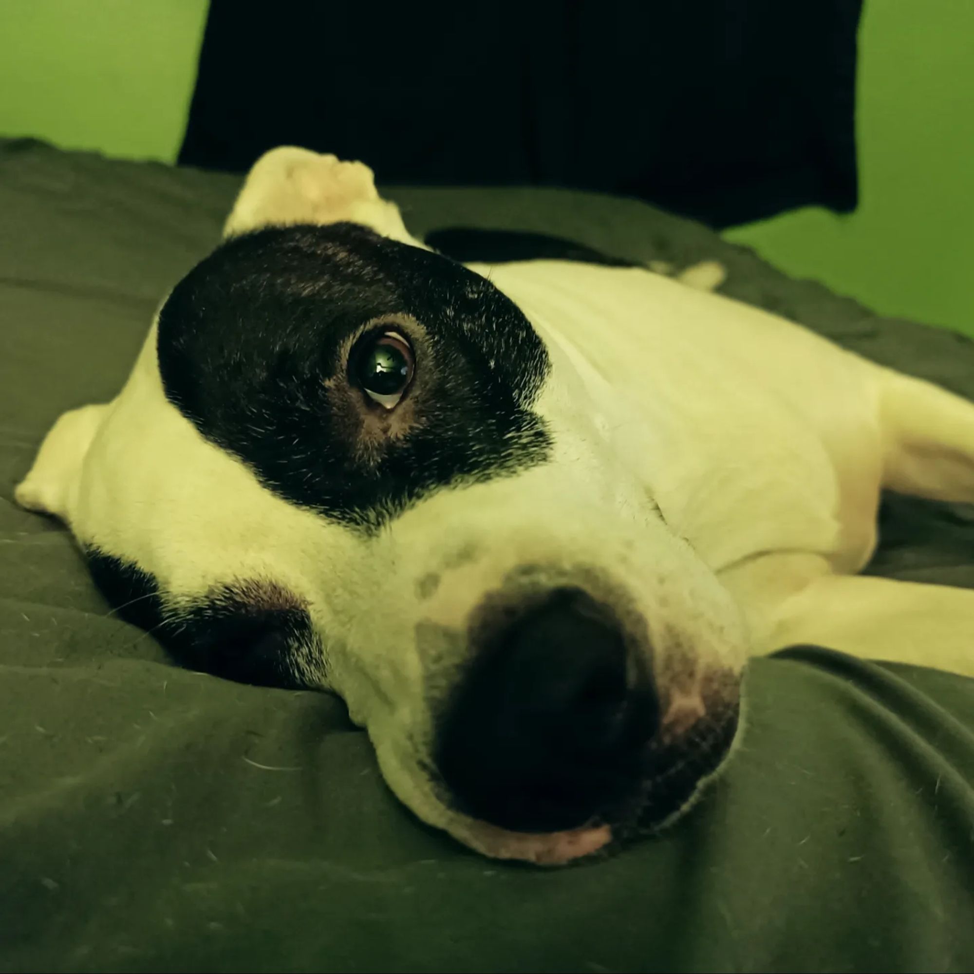 My pit bull mix lying on the bed and looking into the camera phone.