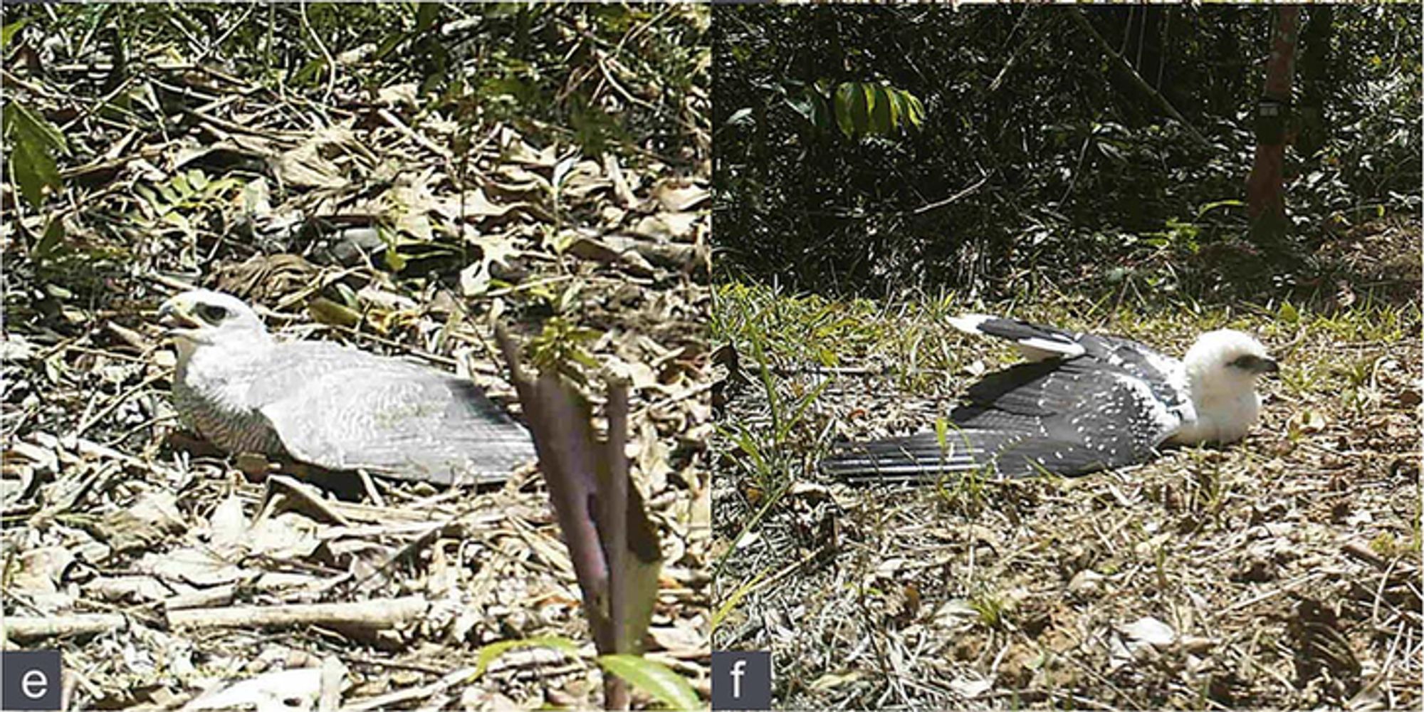 Roadside Hawk and White Hawk in “full-spreadeagle” posture