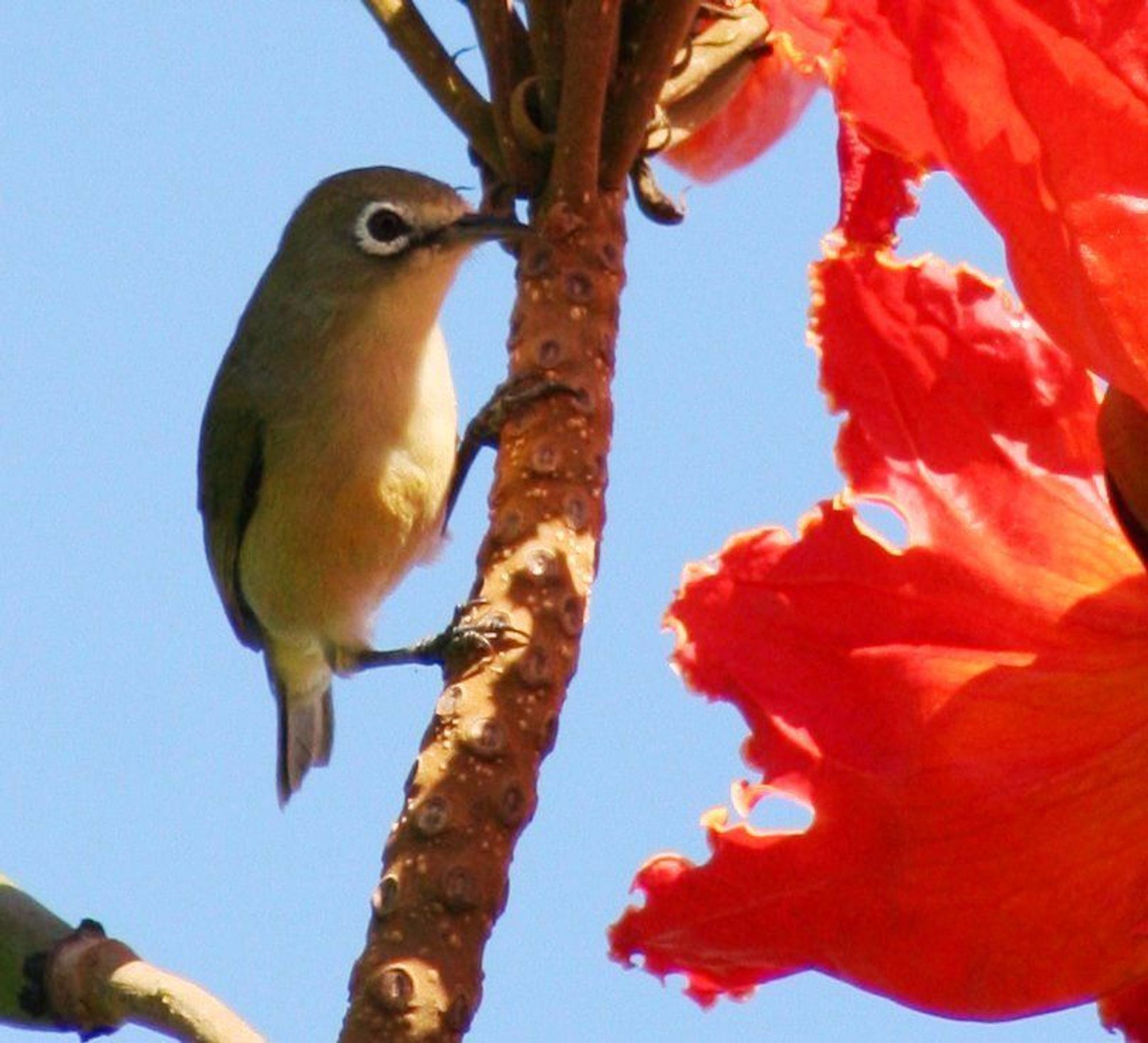 photo of a bridled white-eye, a small bird with a bright white ring around its eye, clinging to a branch