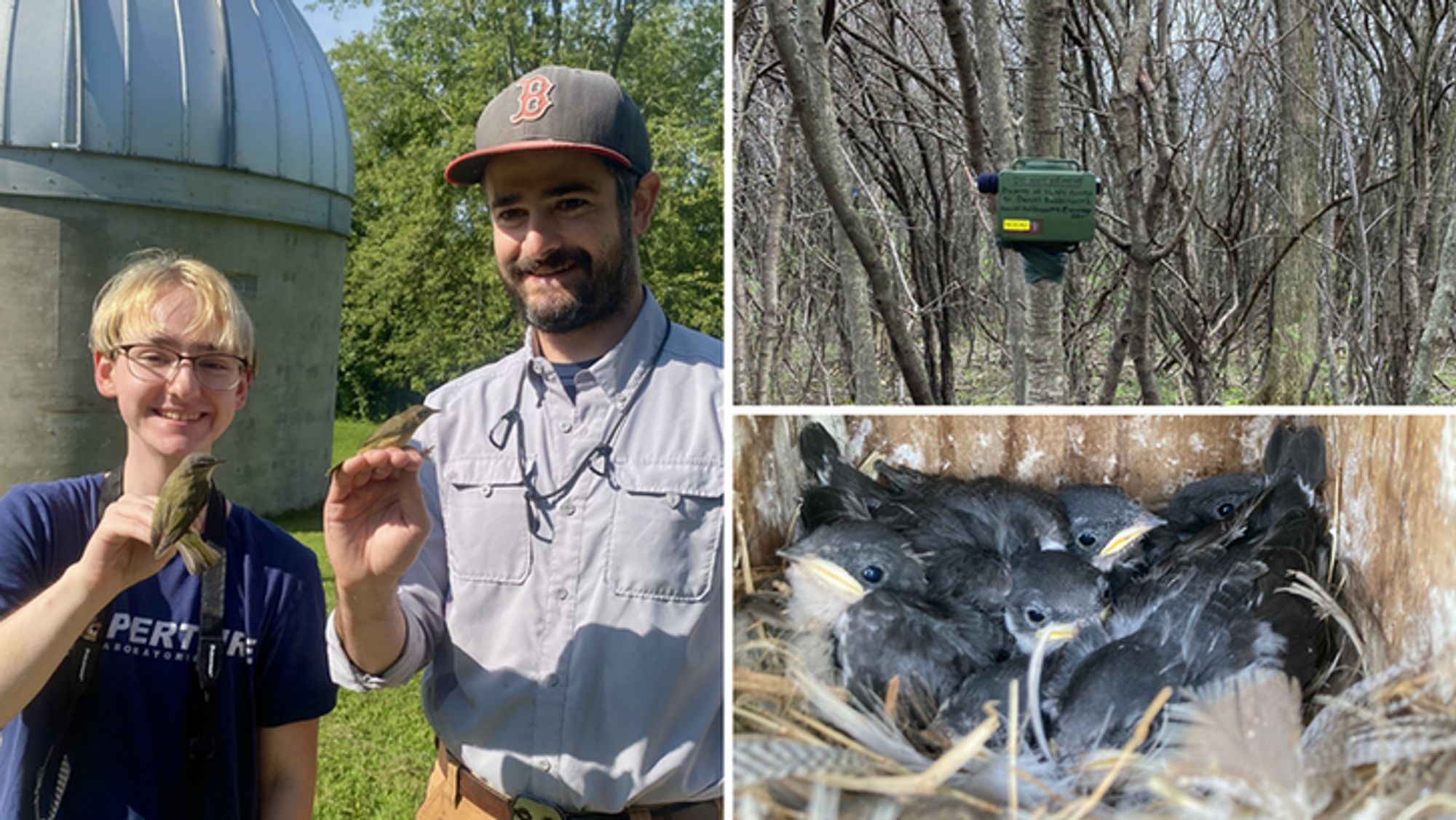 collage of three photos: 1) a college student and a professor posing outdoors, each holding a captured songbird; 2) an automated recording device attached to a tree; 3) a nest full of tree swallow chicks