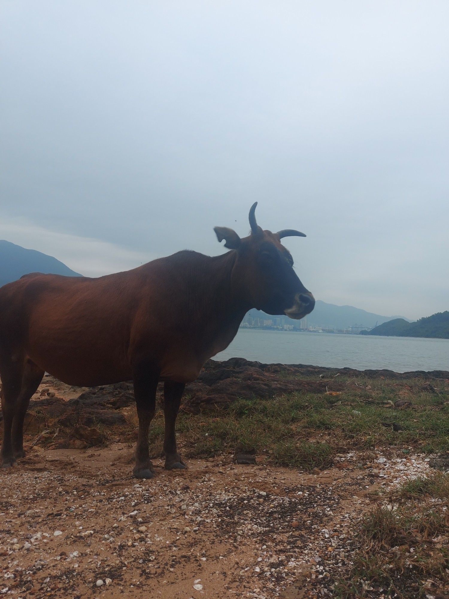 A cow standing near a coastline in Hong Kong