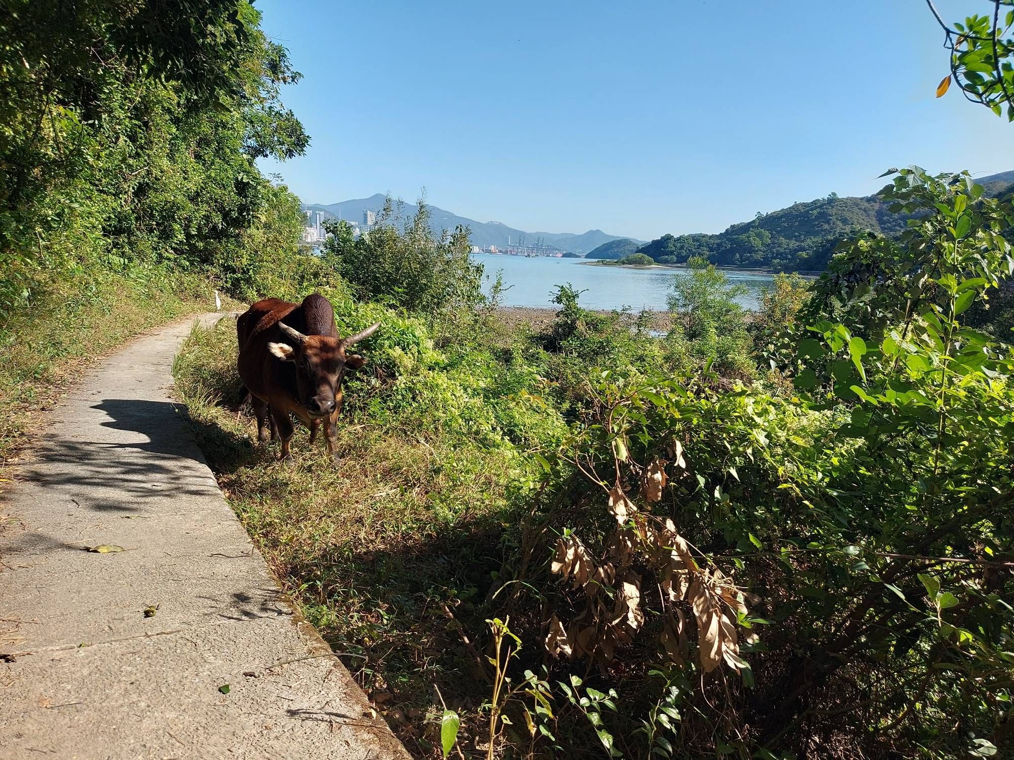 A cow standing next to a path near the coastline in Hong Kong