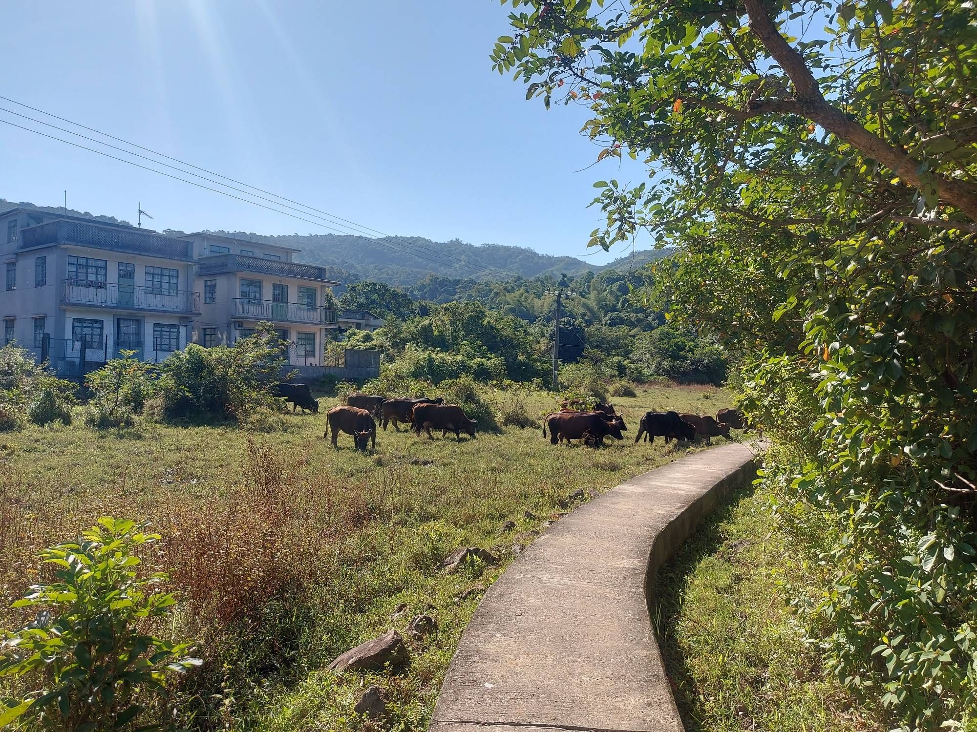 A herd of feral cattle in a field in rural Hong Kong, with some buildings behind them