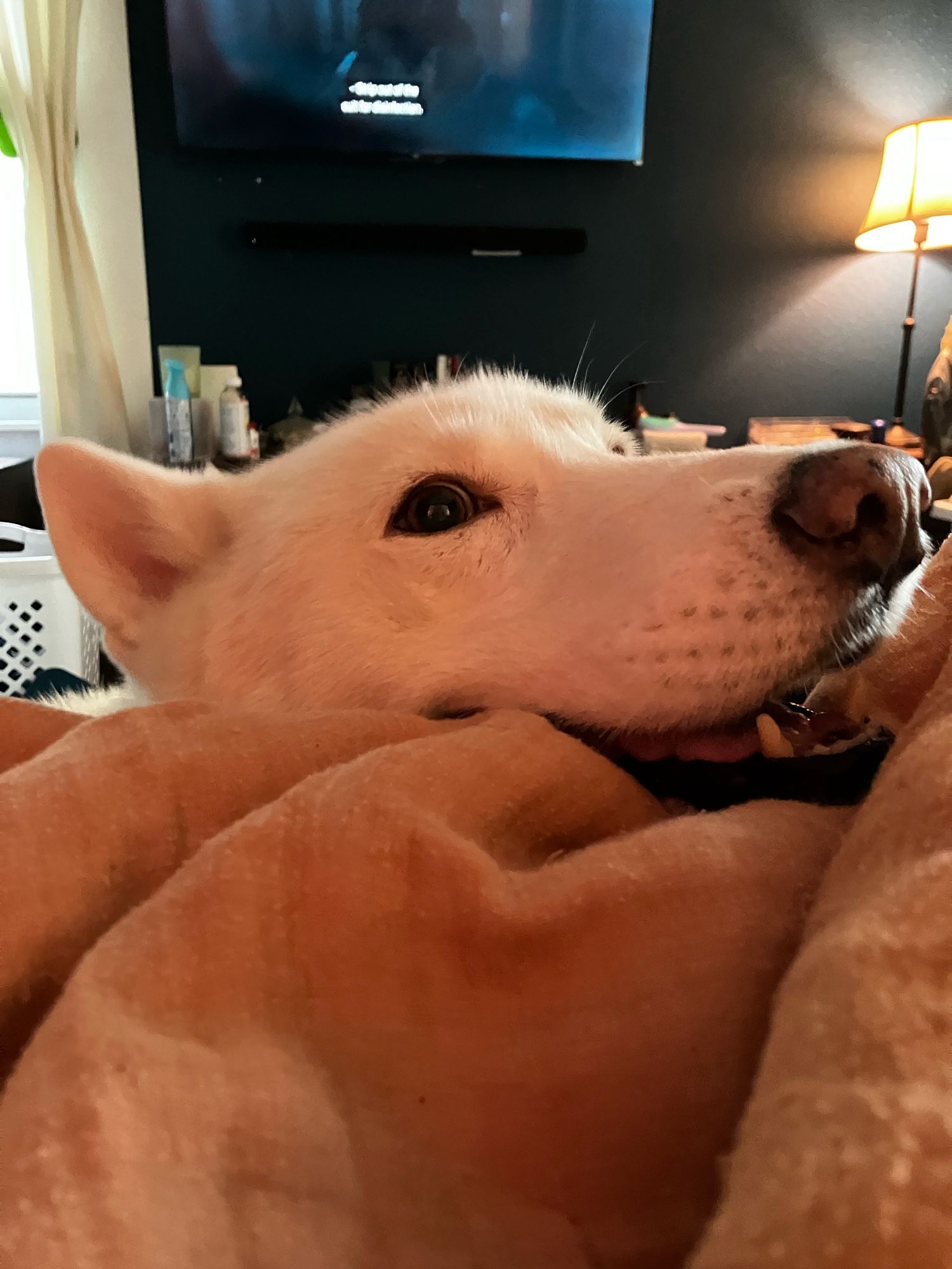 A husky rests his head on the edge of the bed while looking at me smiling in the hope of pets and attention.