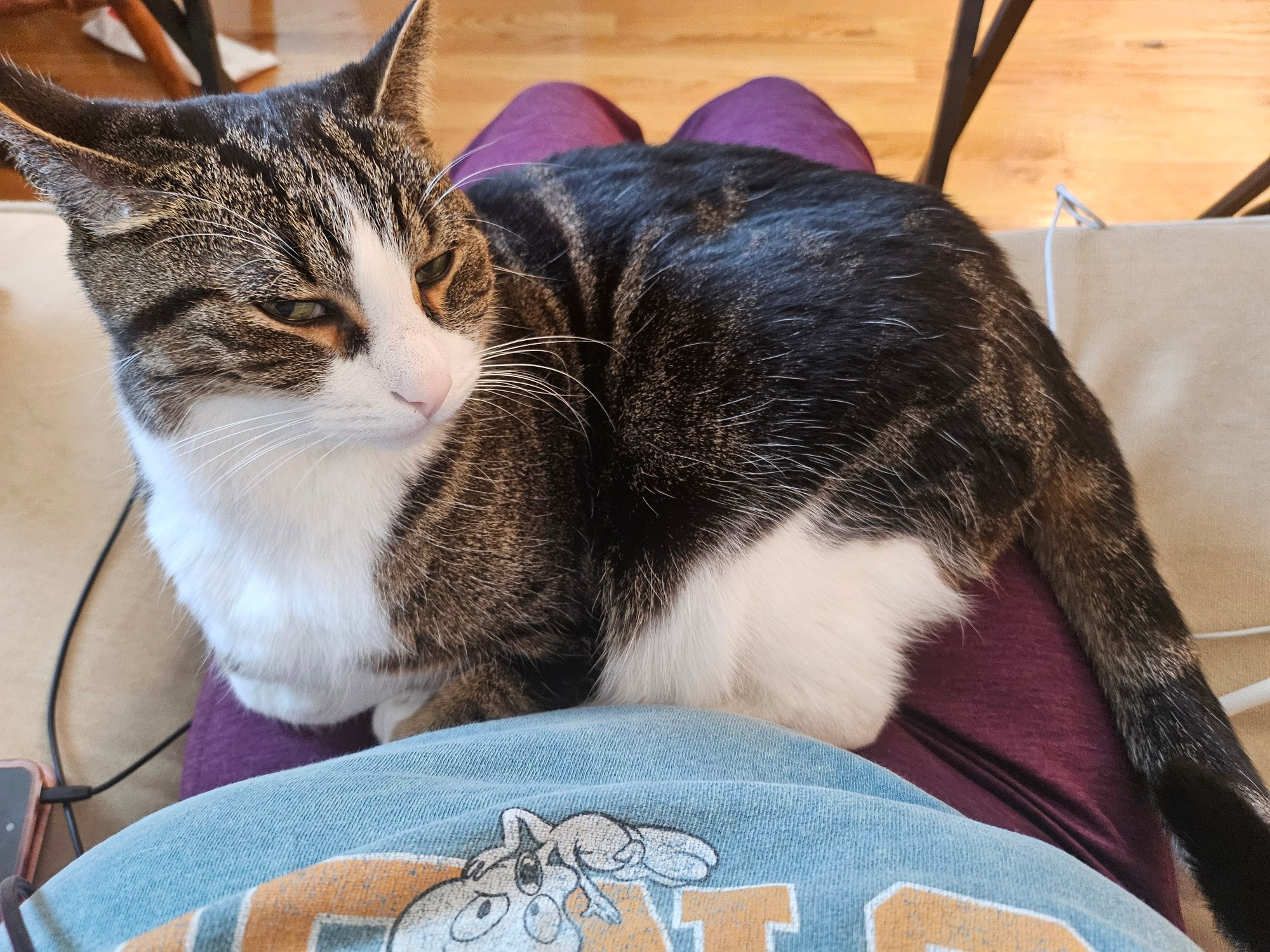 A large brown tabby(?) With green eyes sits on the lap of the photographer. His ears are back and he has a sly, yet annoyed look on his face. 