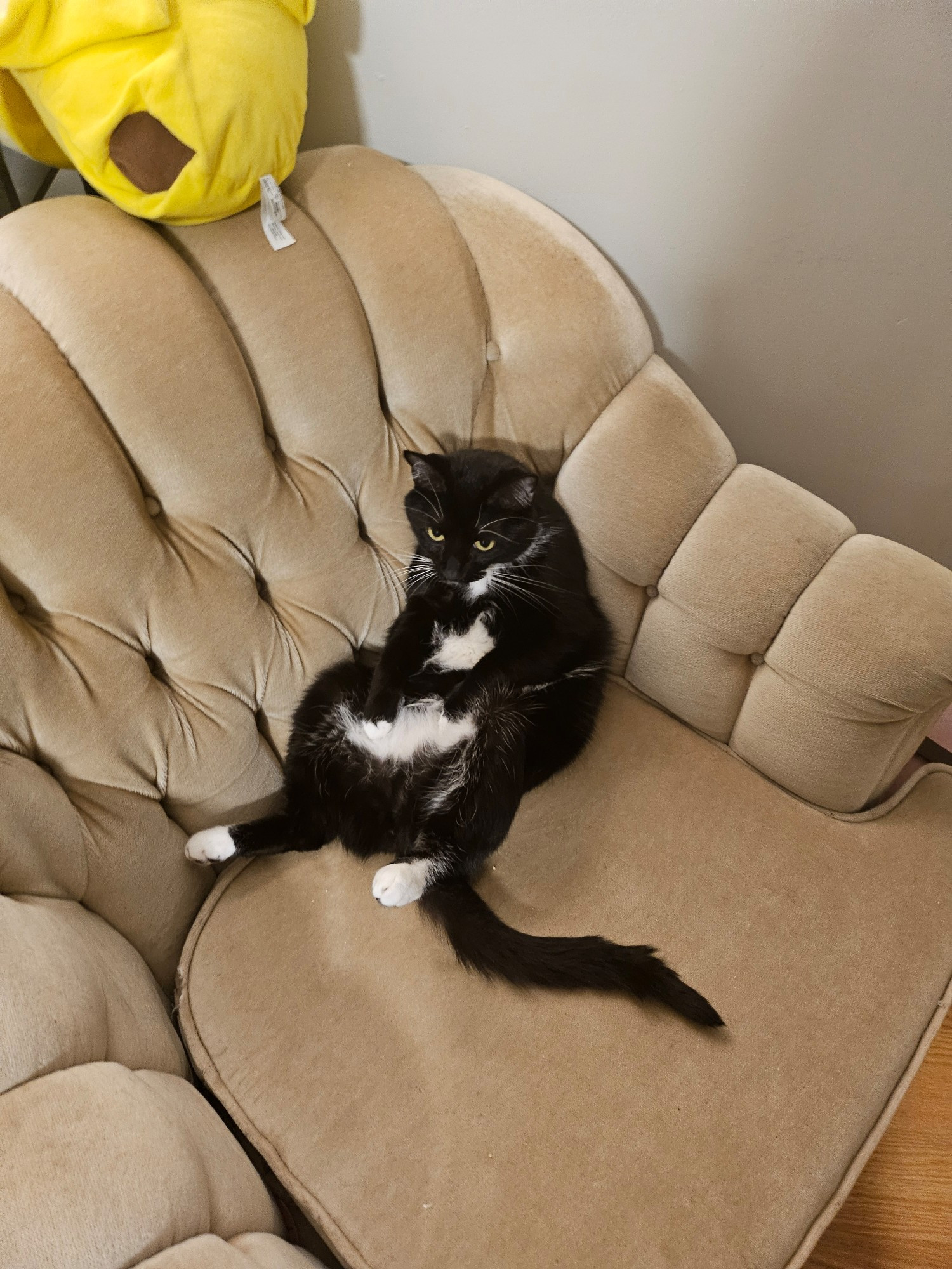 A tuxedo cat sitting against the arm of a couch like a human. His front paws rest ln his belly and his back legs are opened unceremoniously.