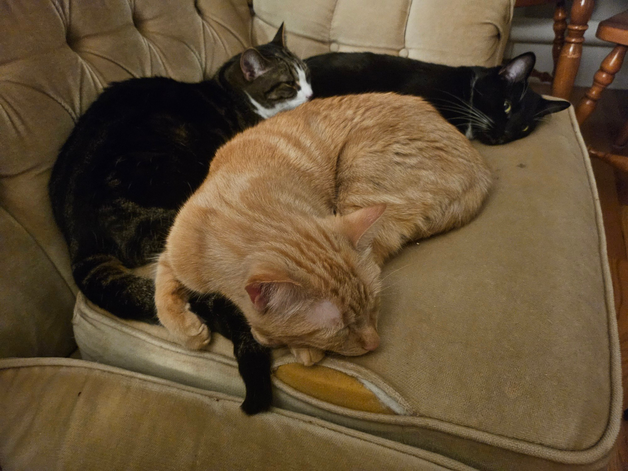 Three cats snuggled together on a couch. The orange tabby holds the bigger cats paw, while the bigger cat rests his head against the tuxedos rump. The tuxedo stares into the camera, as if knowing a secret. 