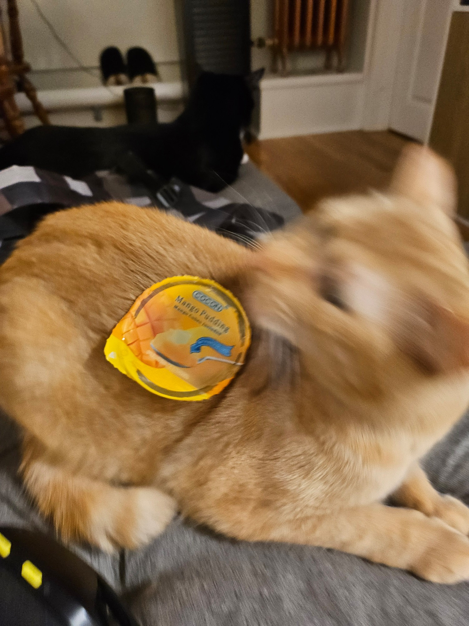 A blurred photo of an orange tabby trying to rip a "mango oudding" sticker off his side. The sticker is perfectly clear. 