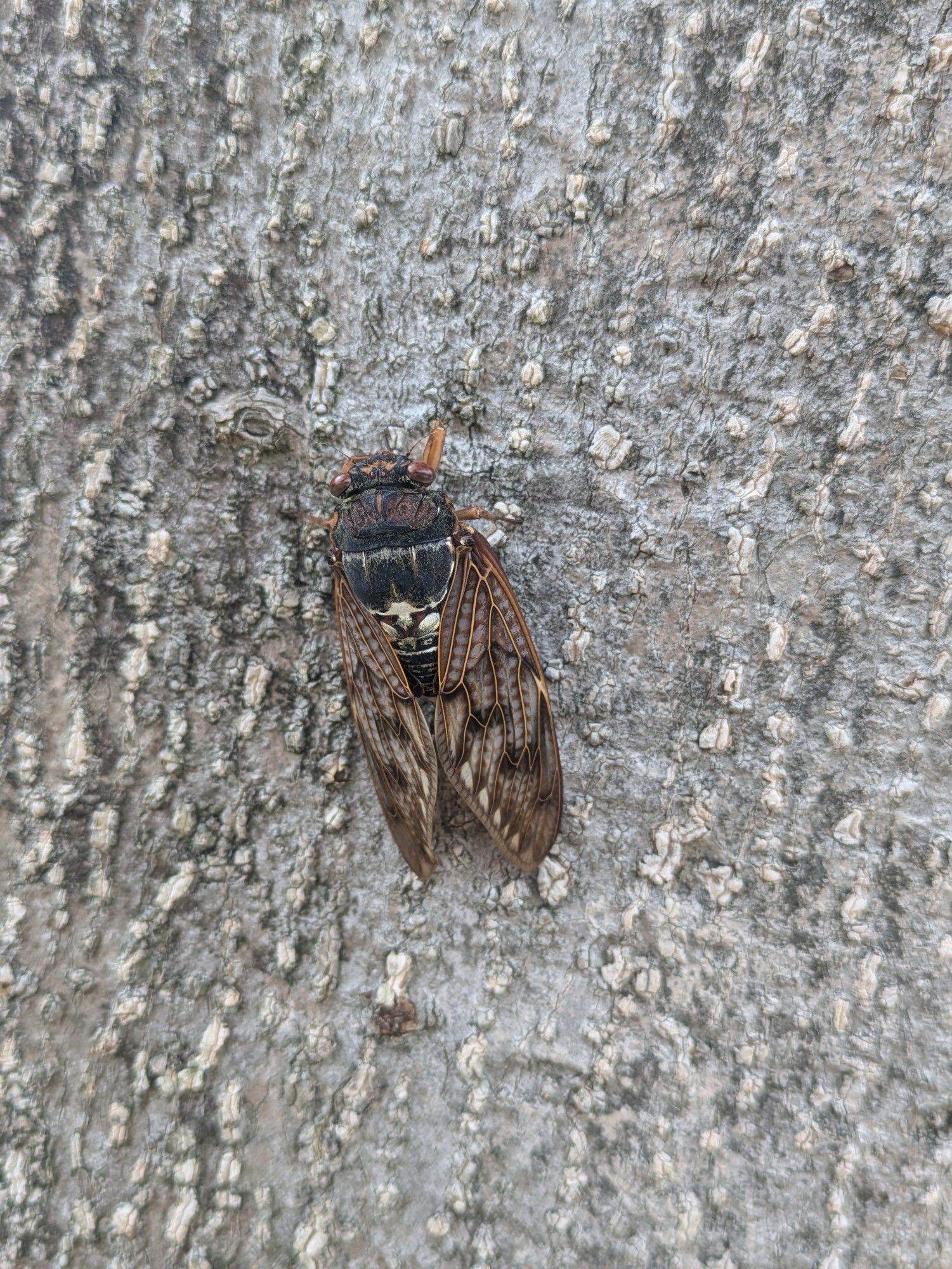 A cicada on the trunk of a tree.