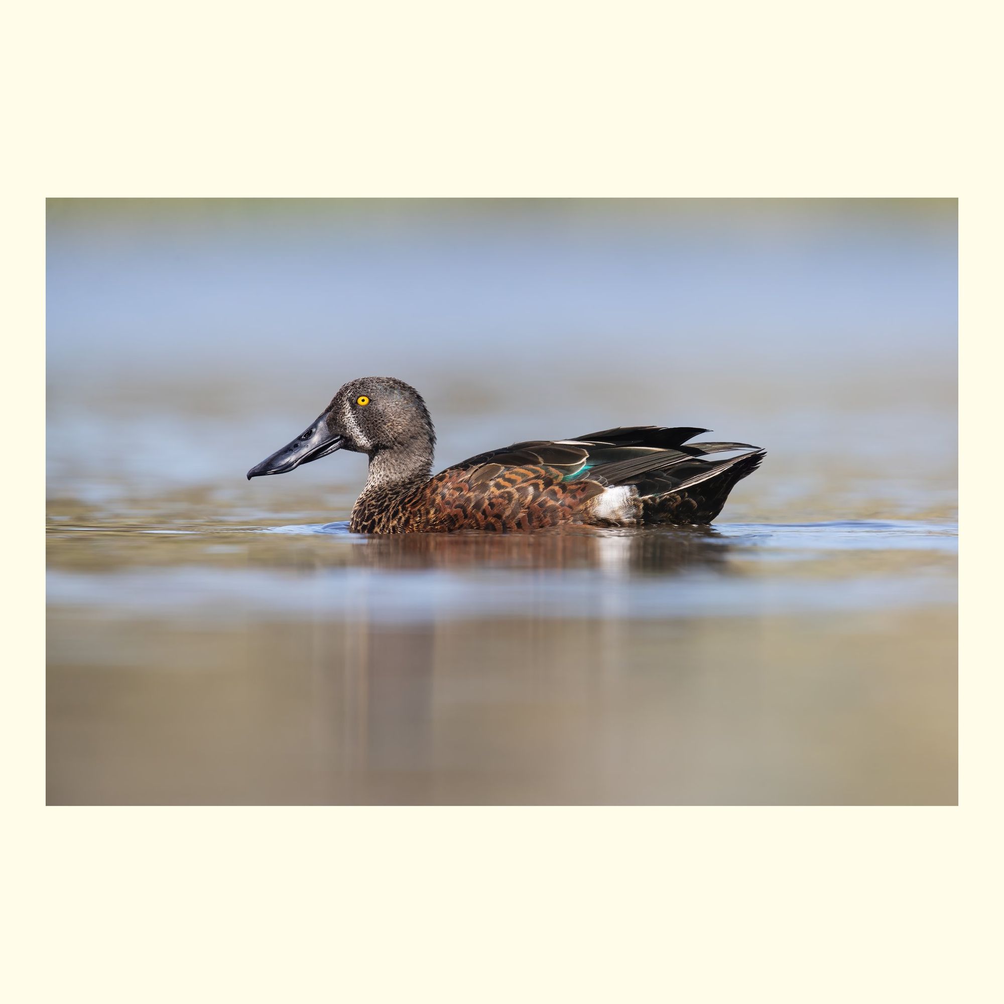 The Australasian shoveler (Spatula rhynchotis) is a species of dabbling duck in the family Anatidae. It is native to southwestern and southeastern Australia, including Tasmania, and New Zealand. 