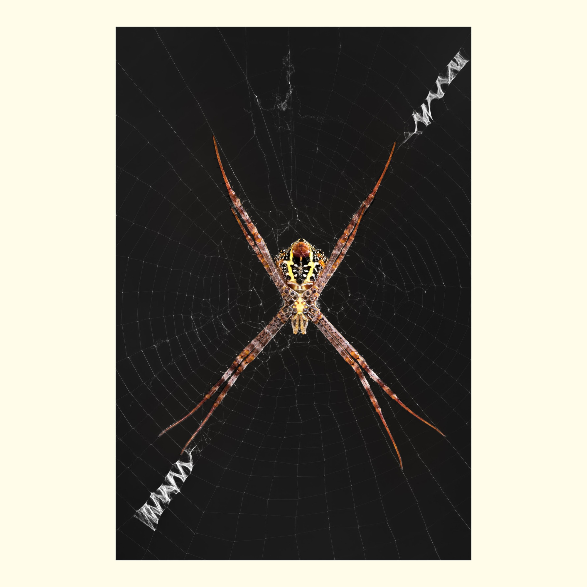 Argiope versicolor also known as the multi-coloured Saint Andrew's cross spider, is a species of orb-weaver spider found mostly in Southeast Asia, from China to Indonesia. 