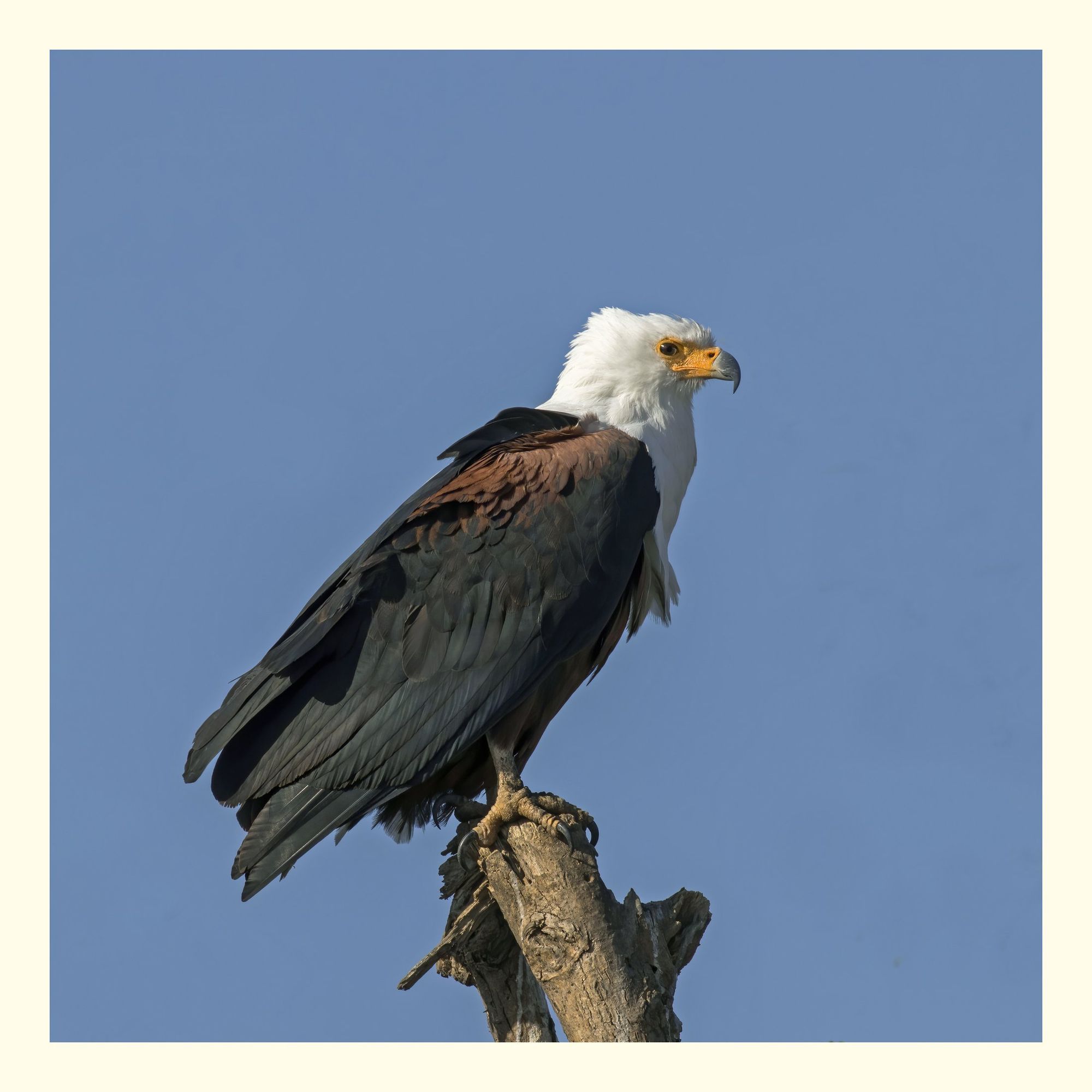 The African fish eagle (Icthyophaga vocifer) is a large species of eagle found throughout sub-Saharan Africa, wherever large bodies of open water with an abundant food supply occur. 