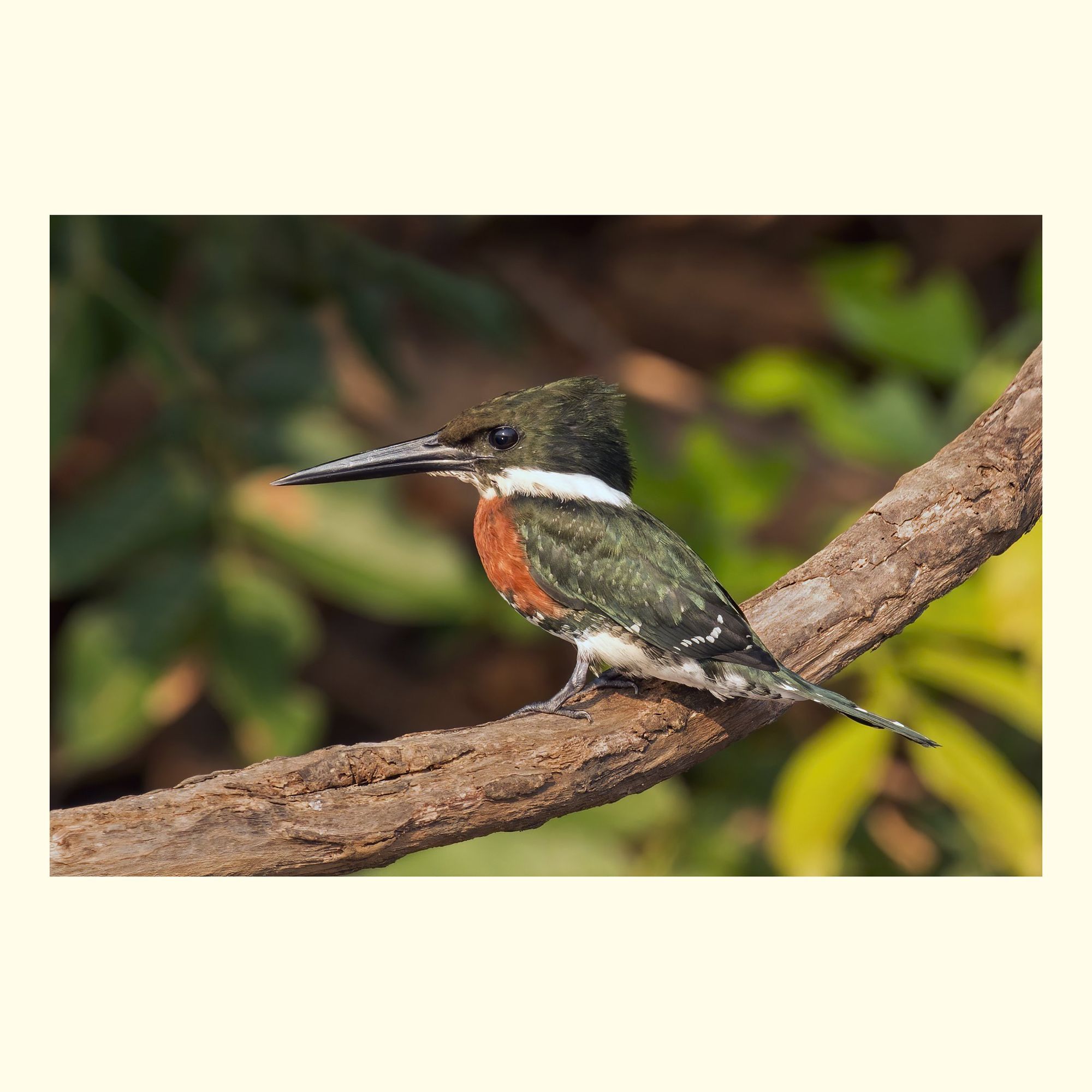 The green kingfisher (Chloroceryle americana) is a species of bird in the kingfisher family, Alcedinidae. It is found from the southern United States, south through Central America, and in every mainland South American country except Chile. 