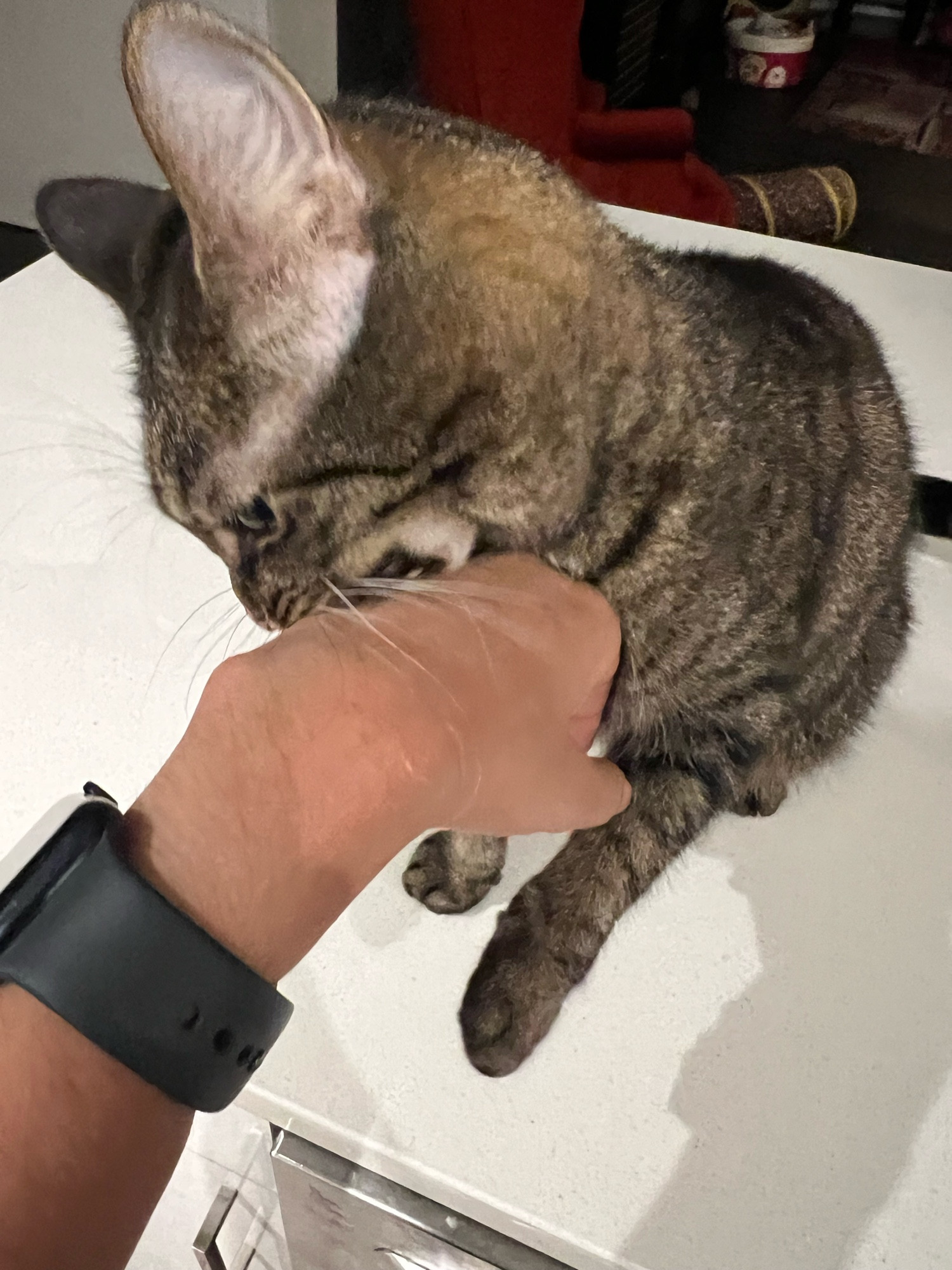 a tabby cat with tiny legs bites my arm