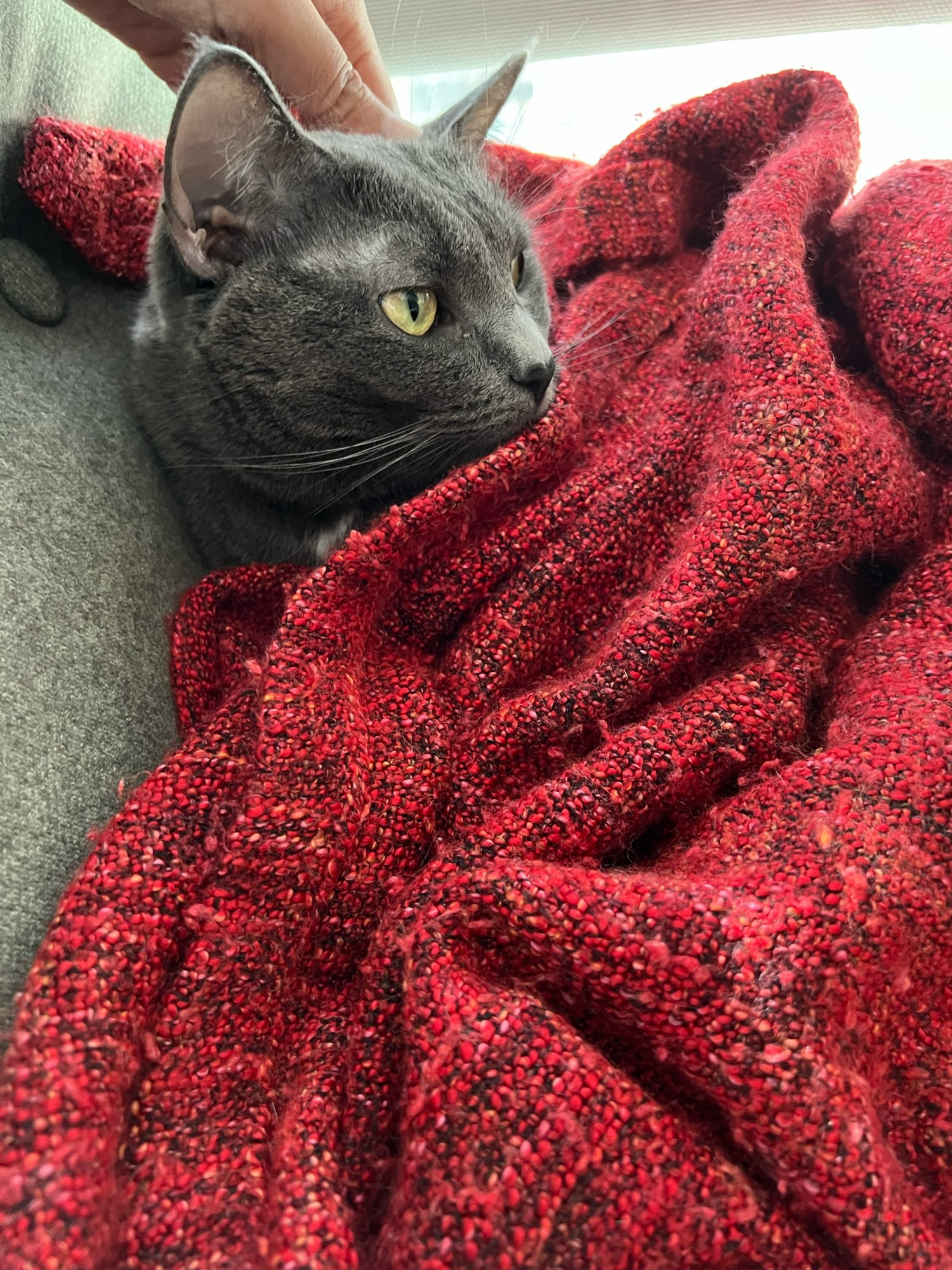 a grey cat wrapped in a red blanket