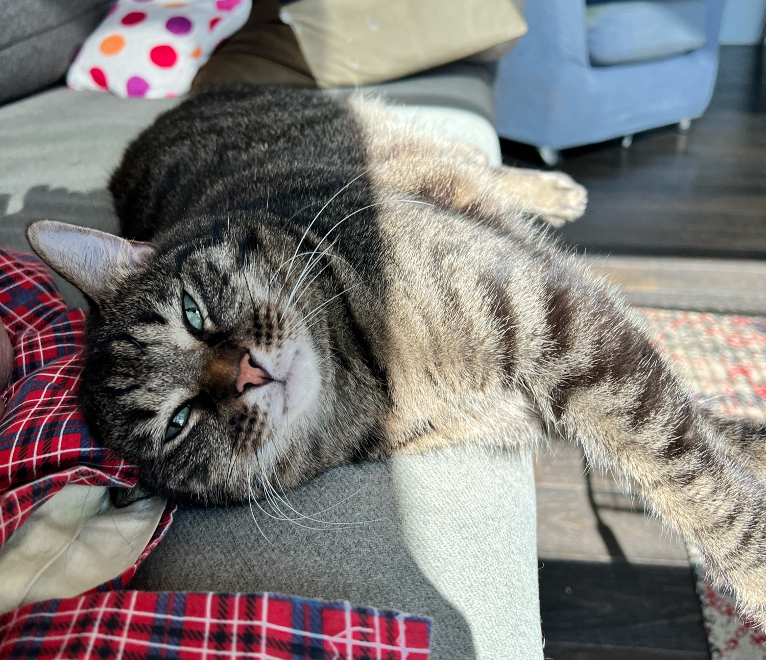 a tabby cat looking directly at the camera. he's lying half in a sunbeam and half on a red blanket