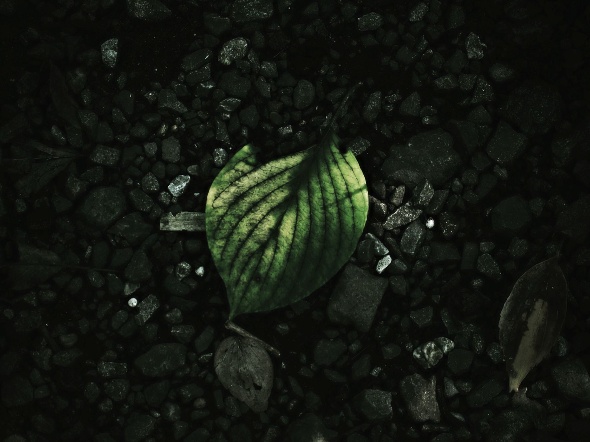 the fallen leaf