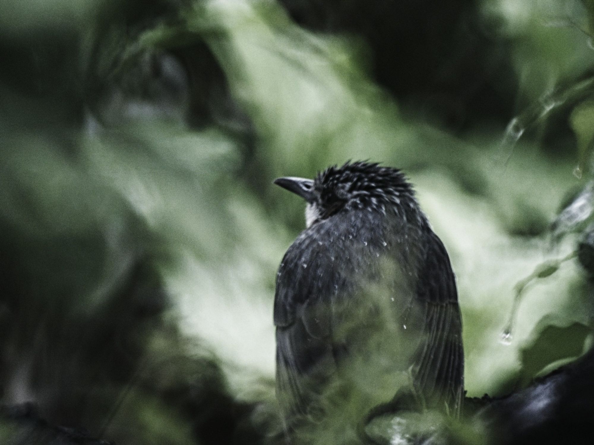 a brown-eared bulbul on a rainy day