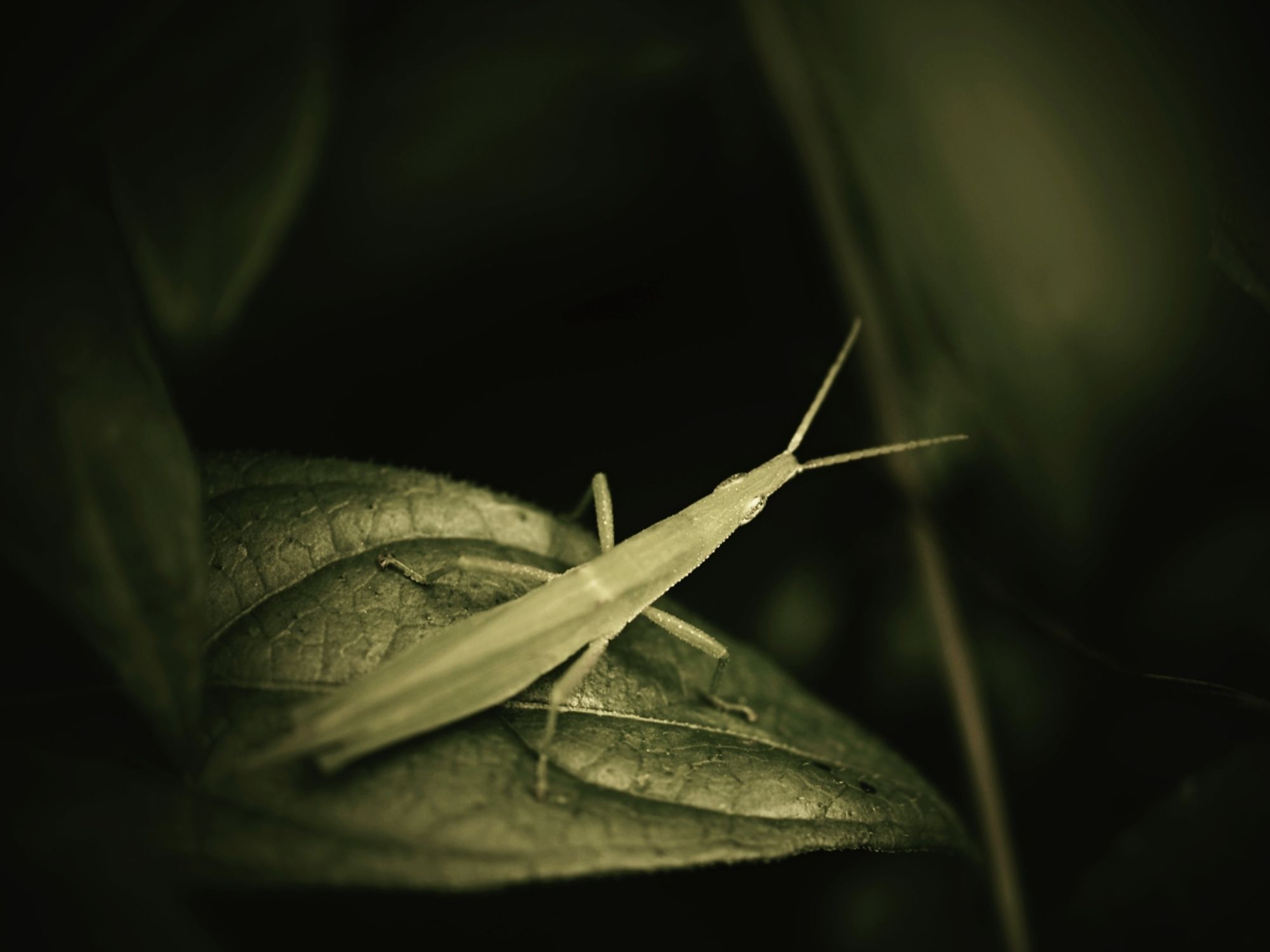 grasshopper on leaf