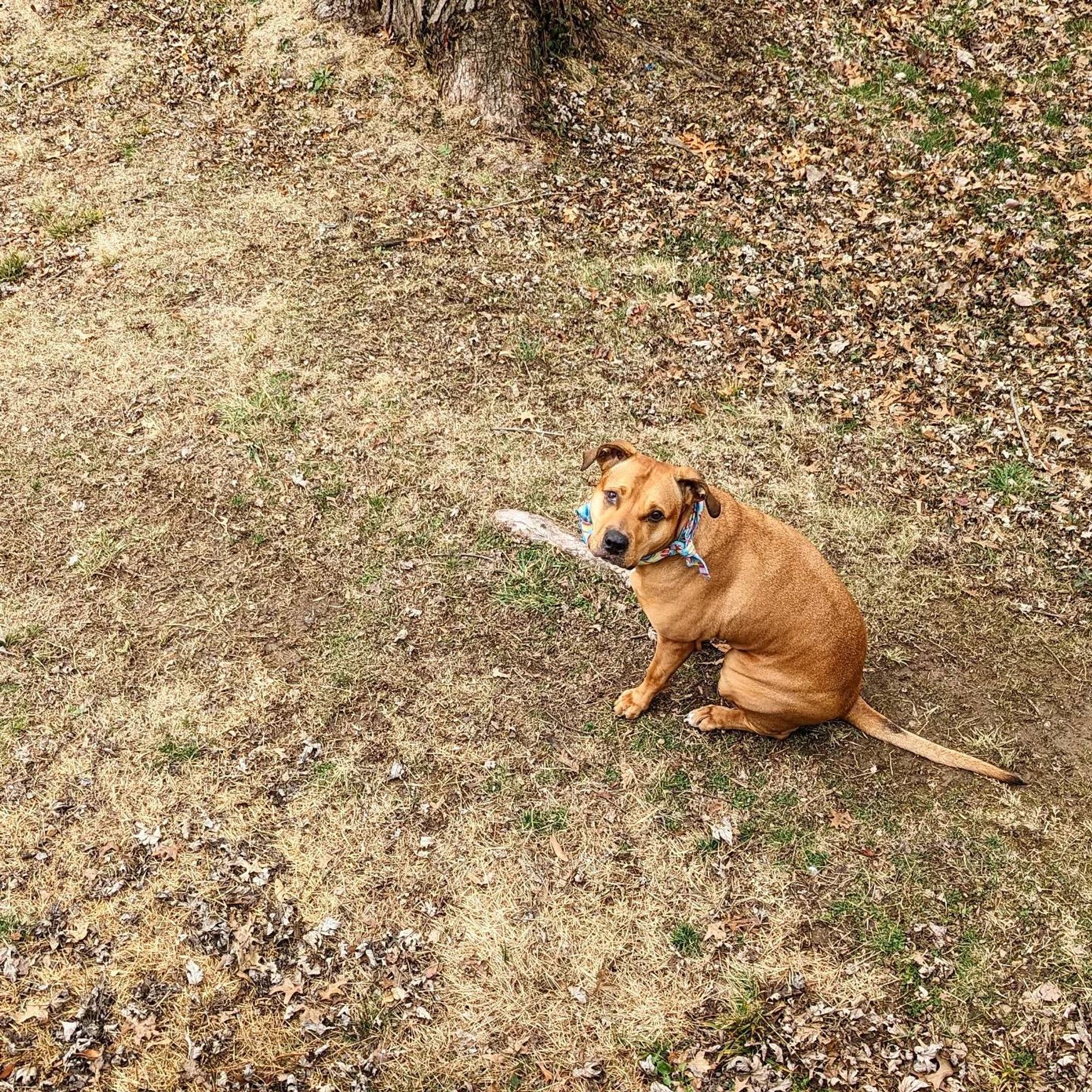 A brown dog sitting on a hill looking upwards at the camera.