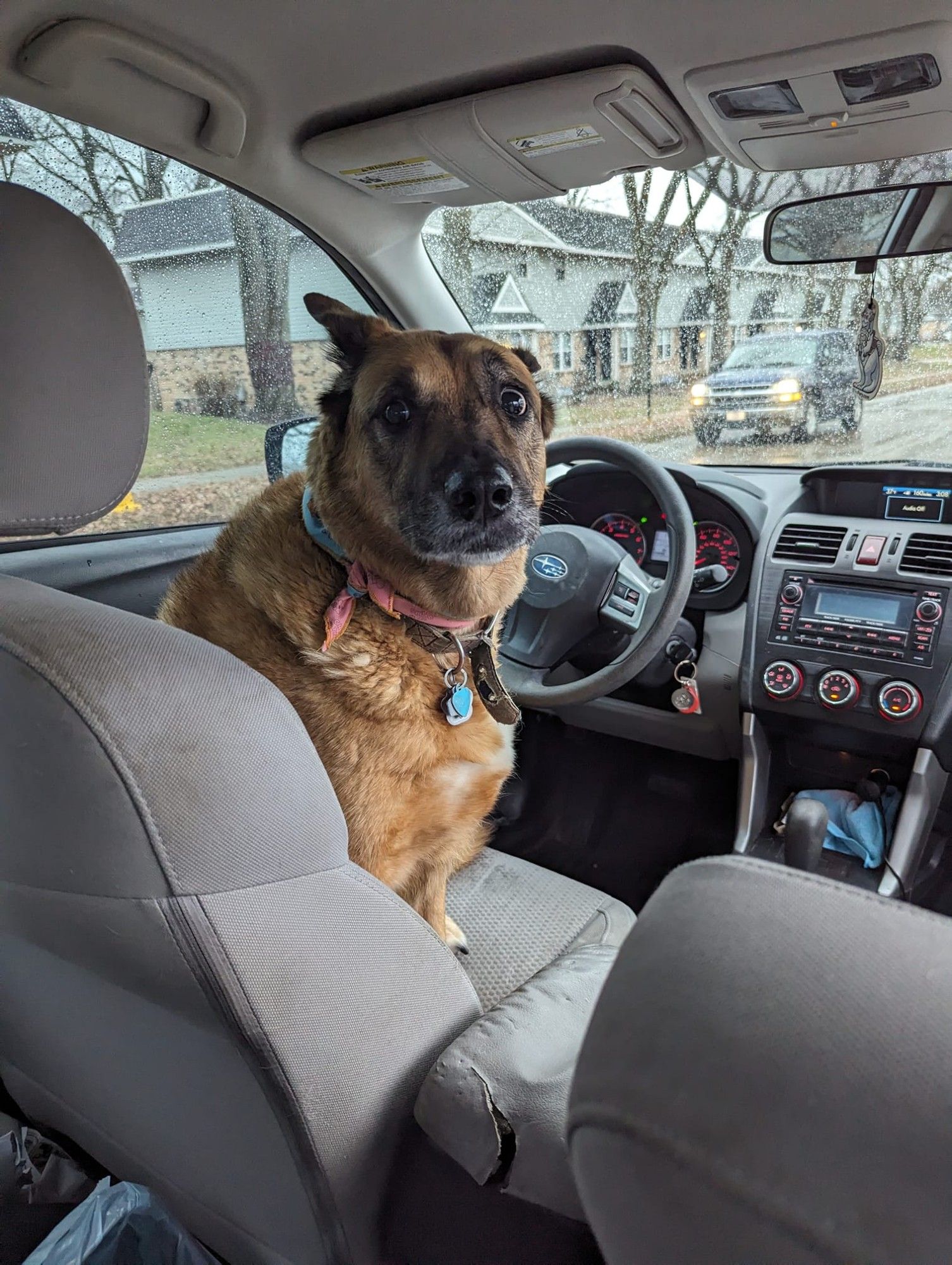 A very guilty-looking brown dog sitting in the driver's seat of a car.