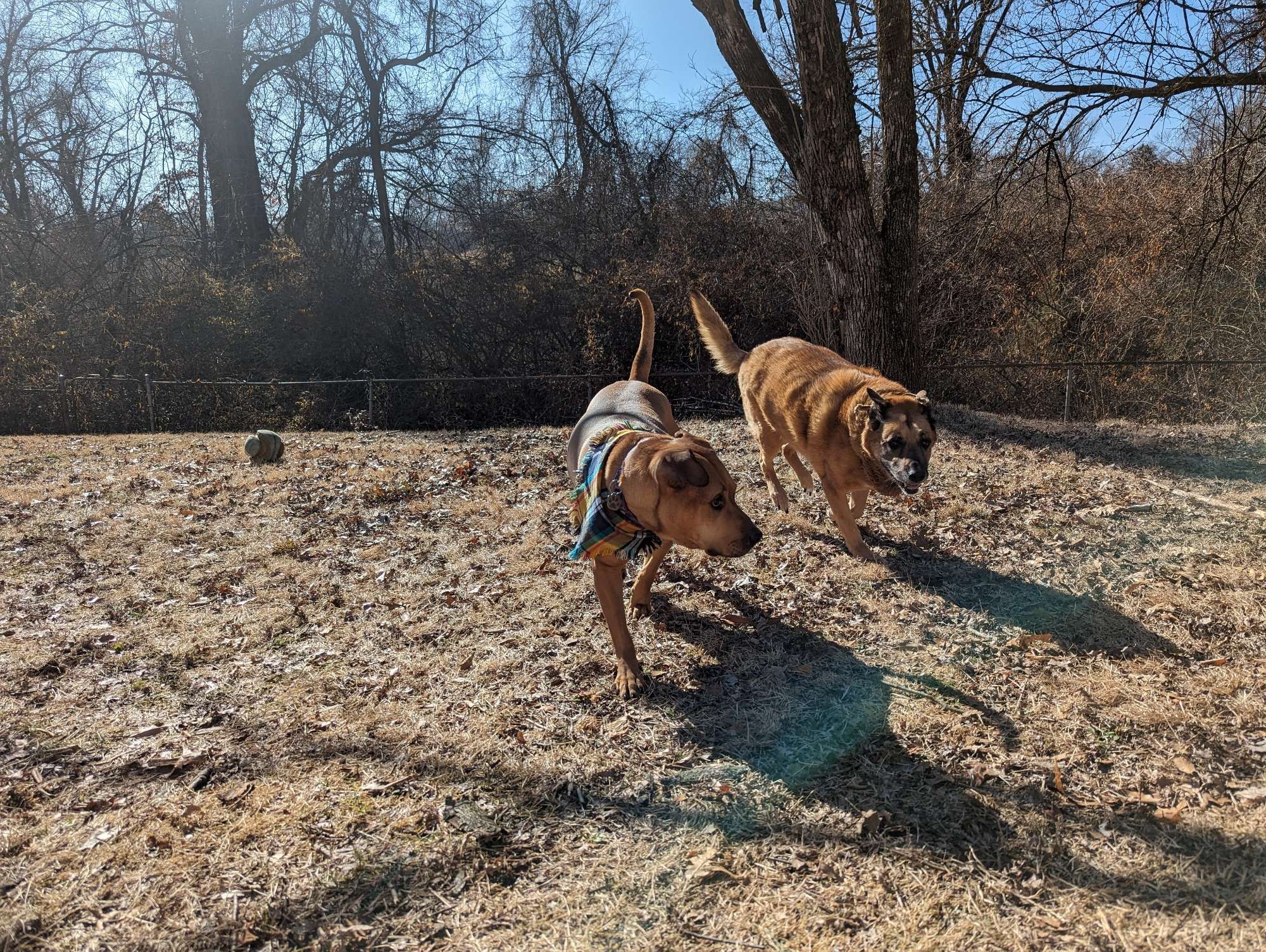 Two brown dogs playing in a wooded backyard.