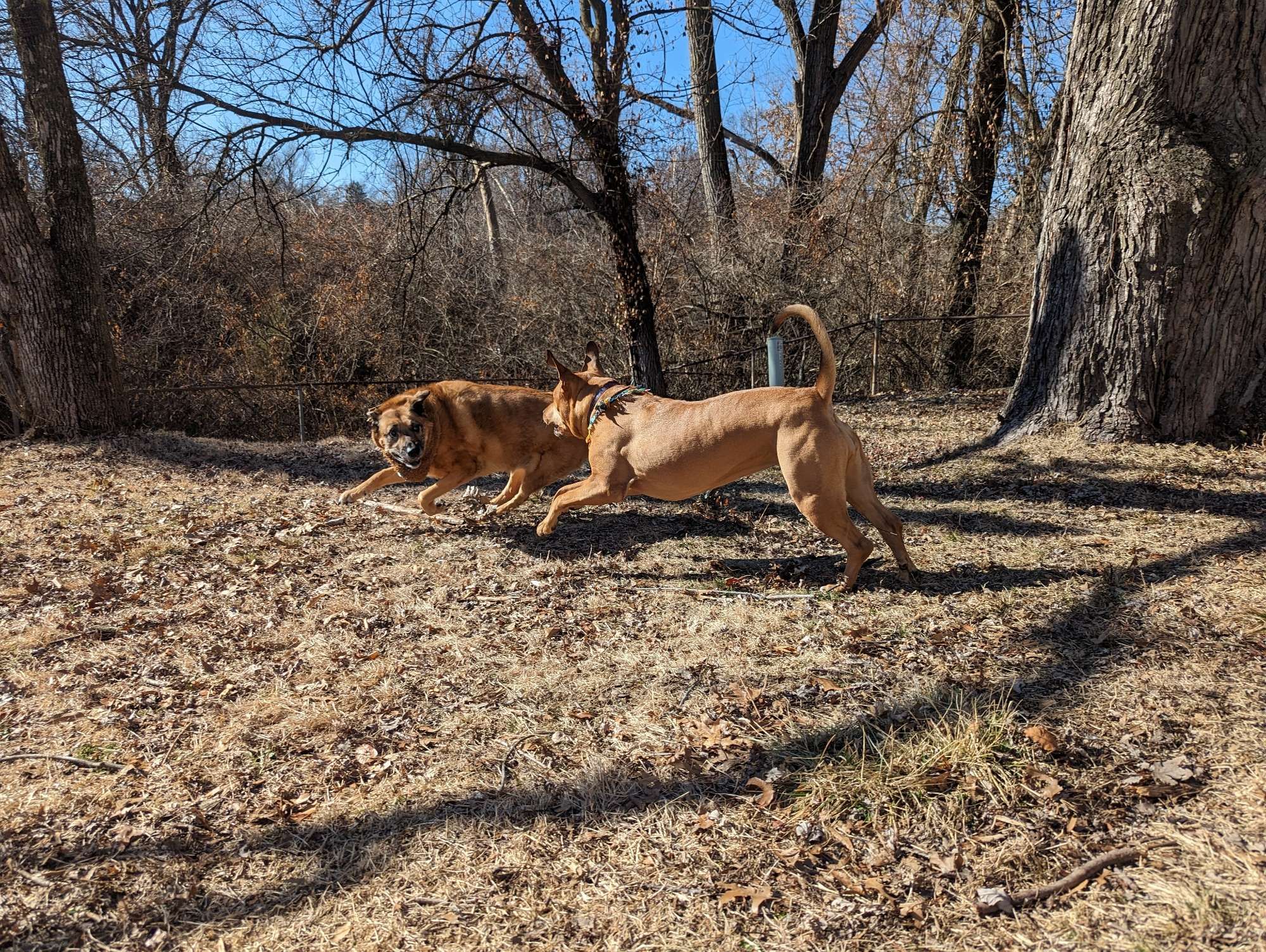 Two brown dogs playing in a wooded backyard.